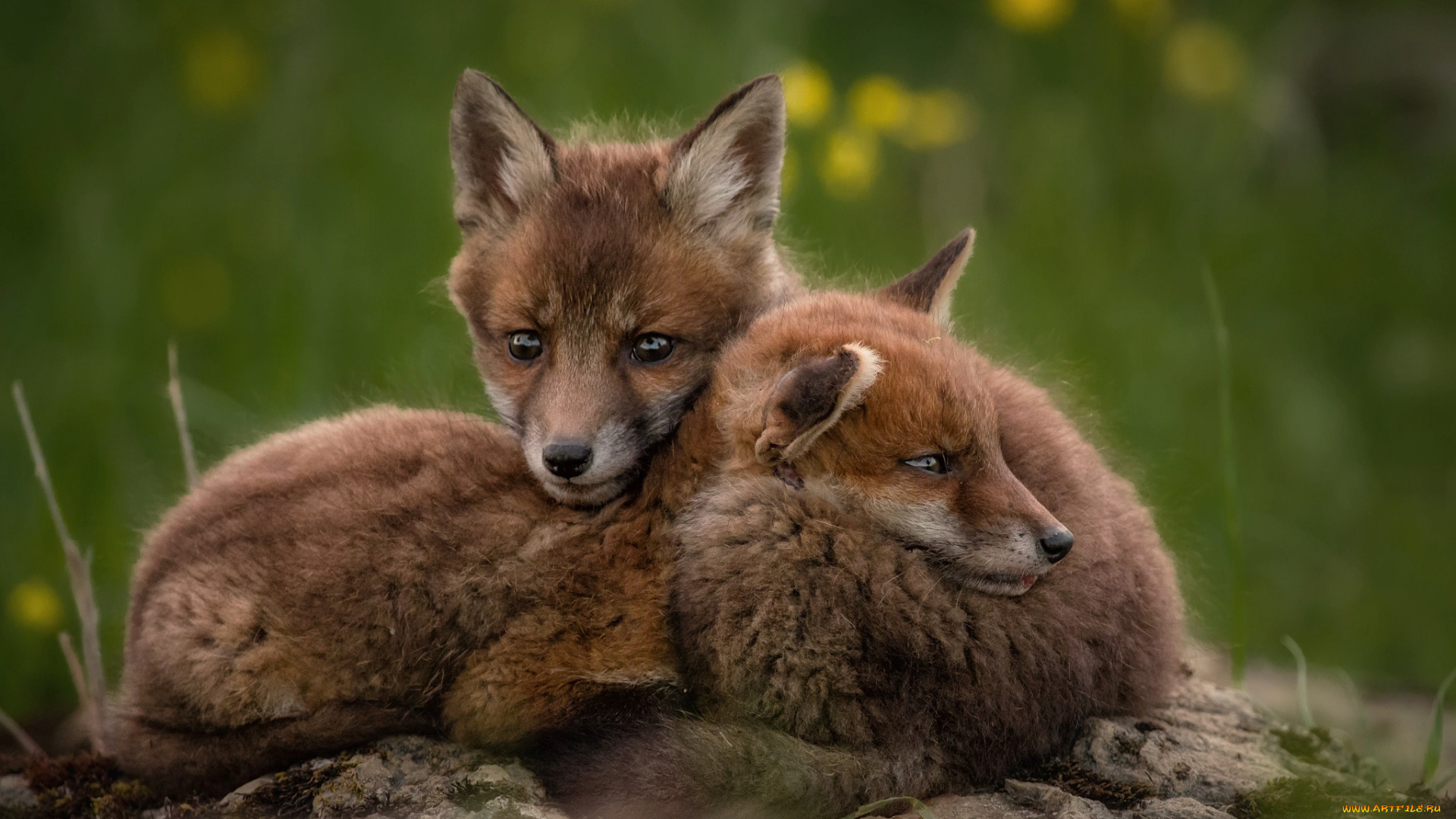 животные, лисы, хитра, лиса, опасна, шерсть, окрас, шкура