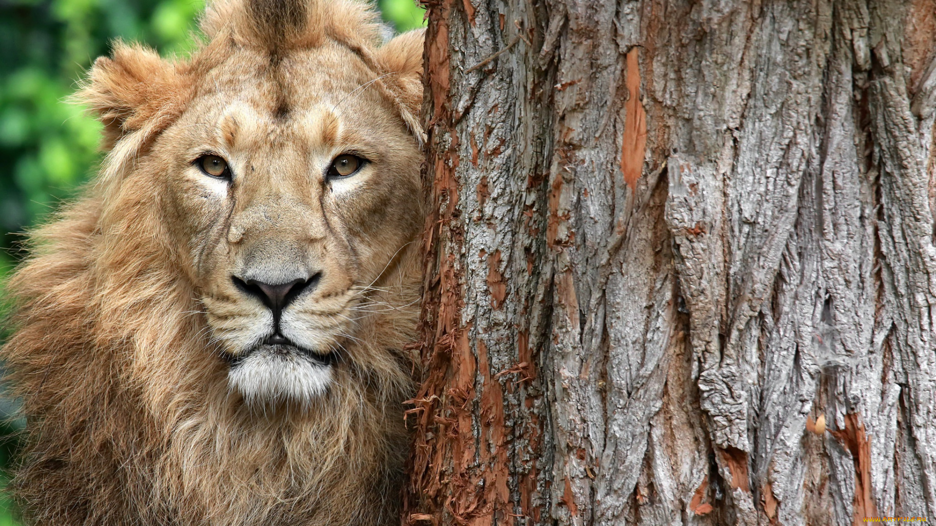 животные, львы, лев