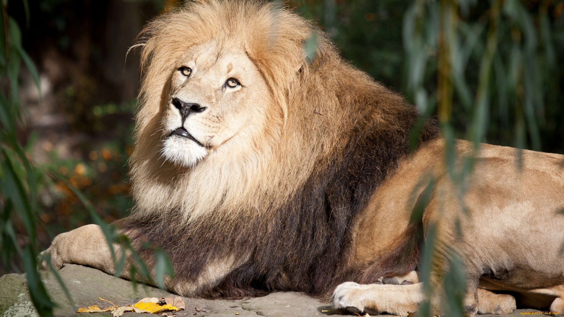 животные, львы, отдых