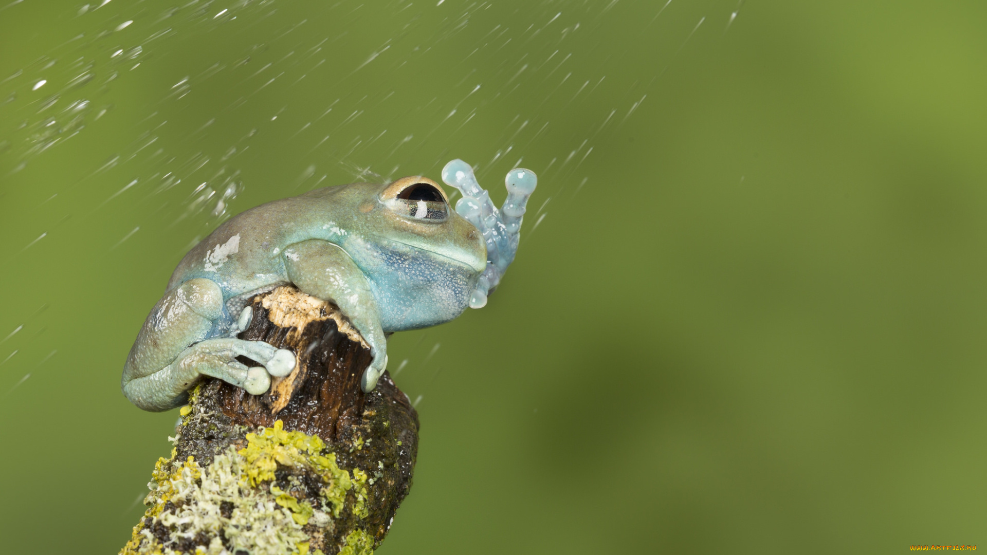 животные, лягушки, макро, милая, лягушка, окрас, фон