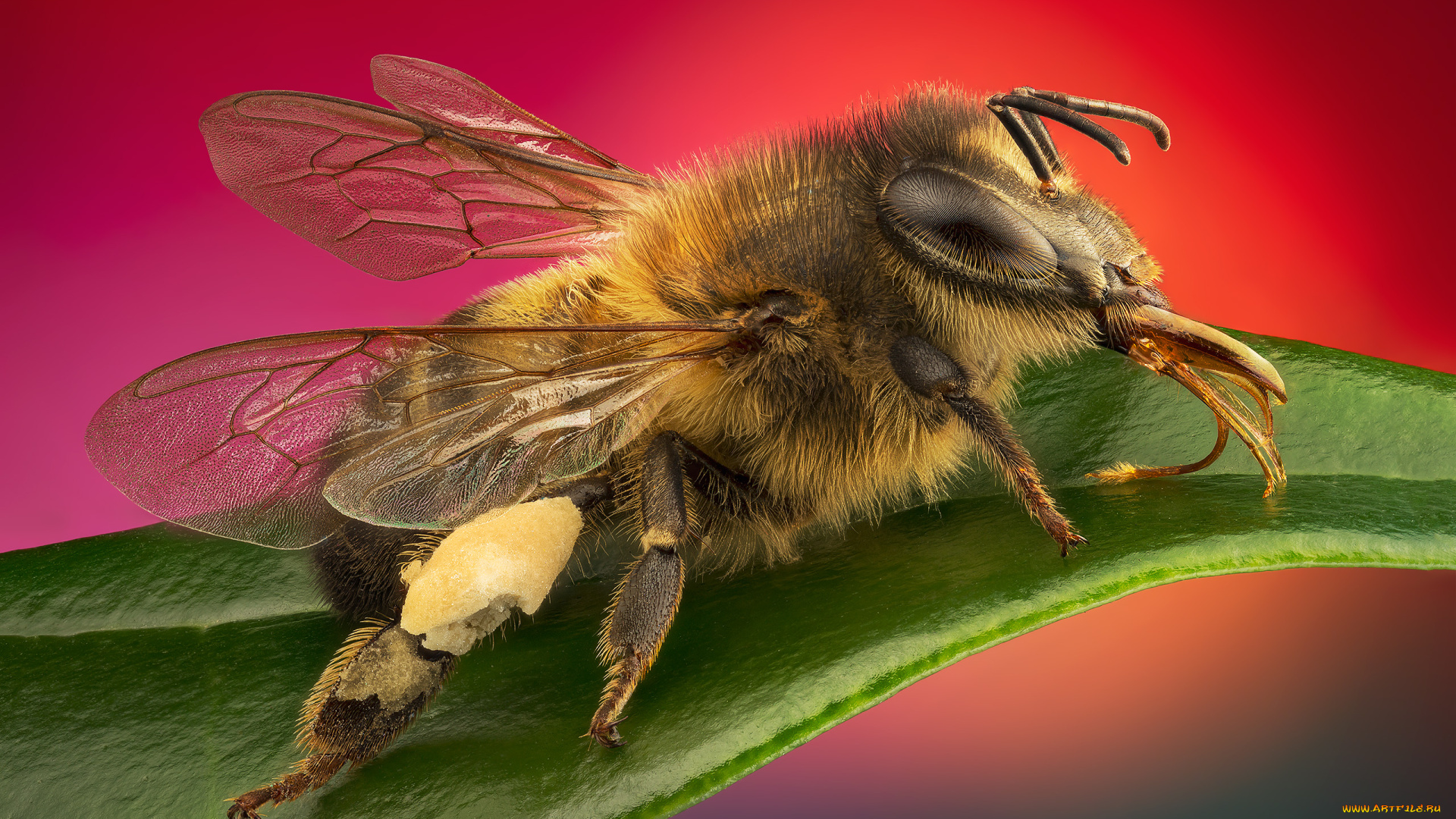 животные, пчелы, , осы, , шмели, стекинг, насекомые, макро