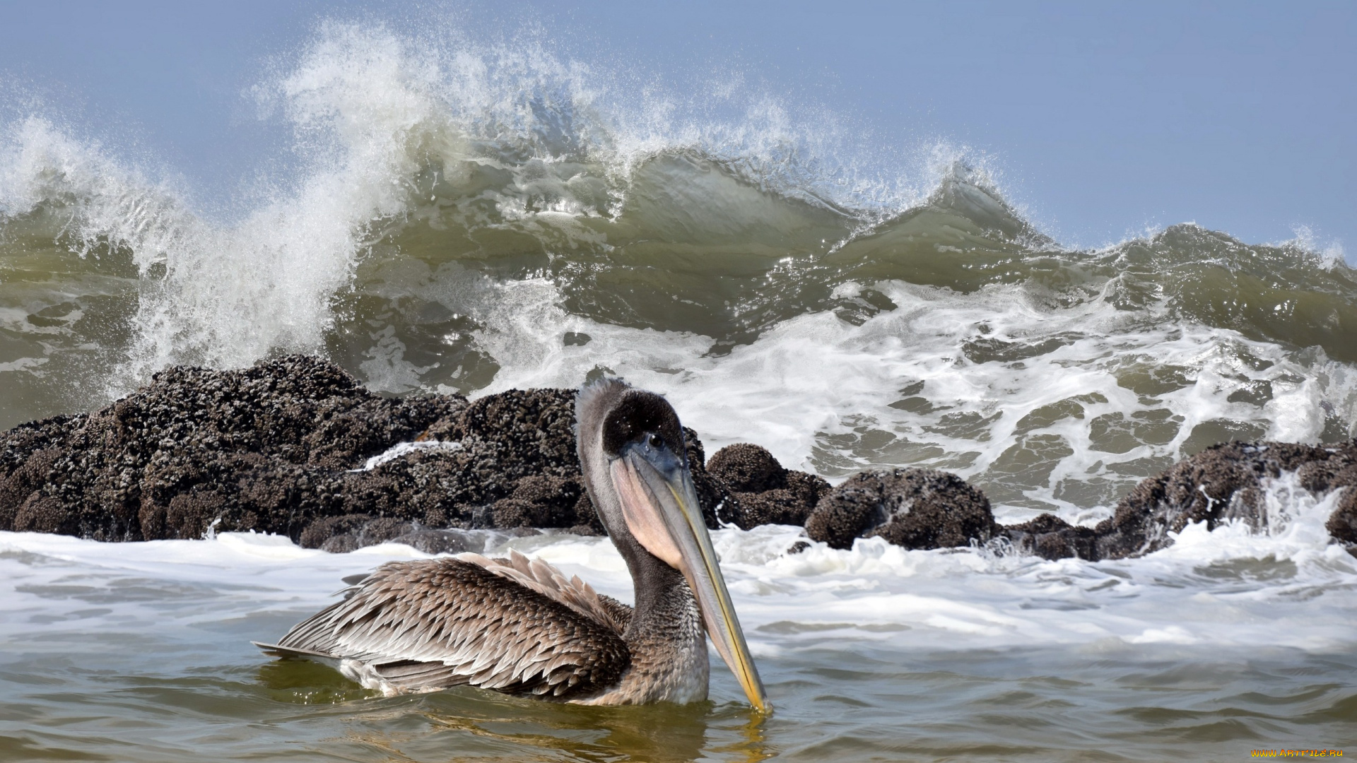 животные, пеликаны, море, волна, птица