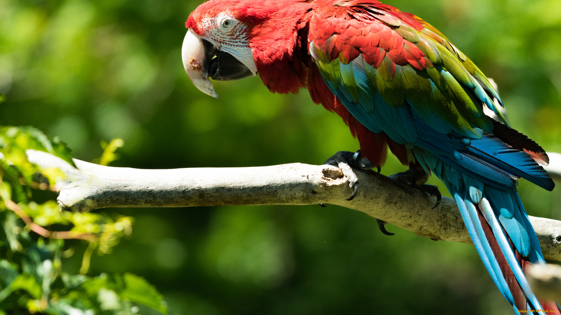 животные, попугаи, забавный, птица, цвет, перья, попугай