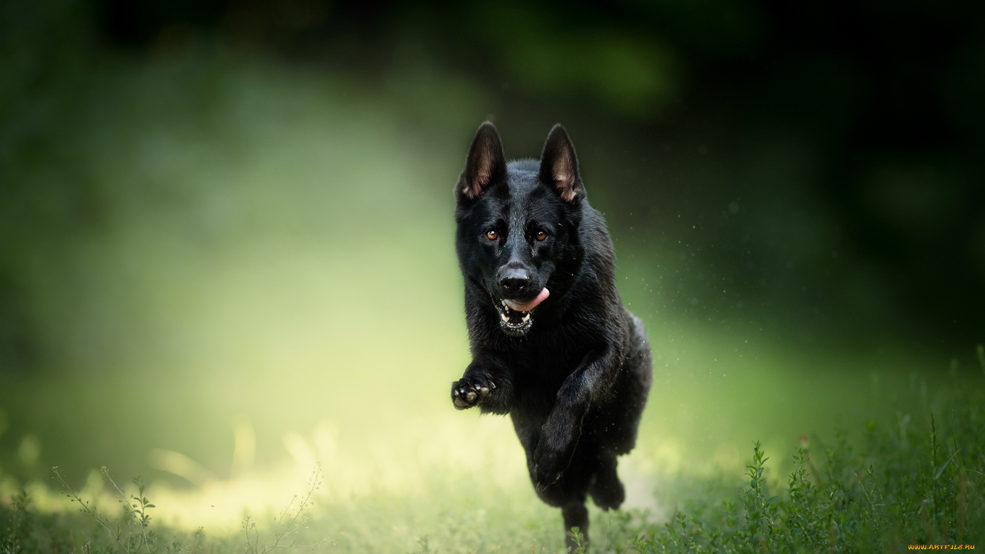 животные, собаки, бег, друг, собака