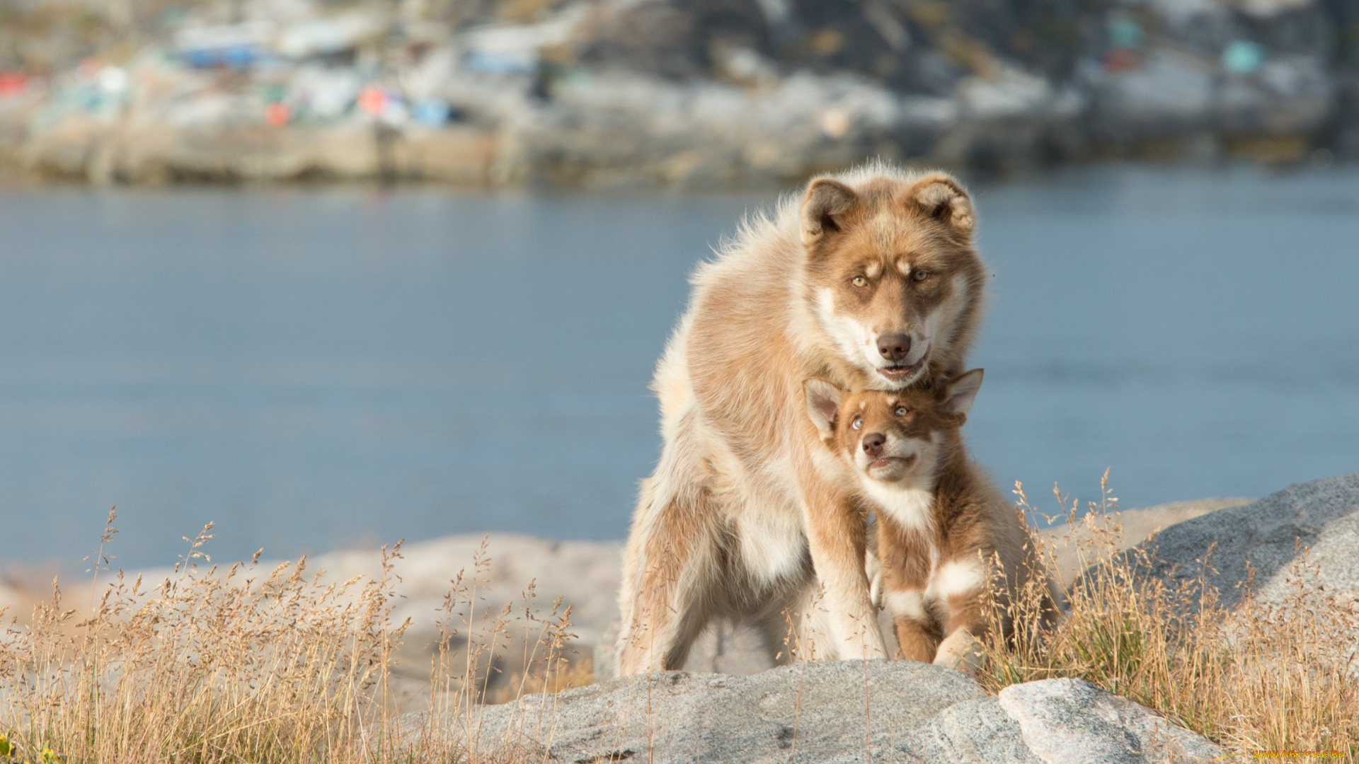 животные, собаки, bokeh, lake, dog, puppy