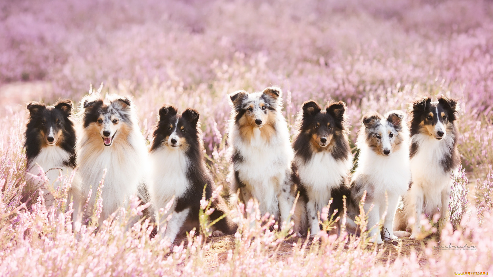 животные, собаки, природа, лето