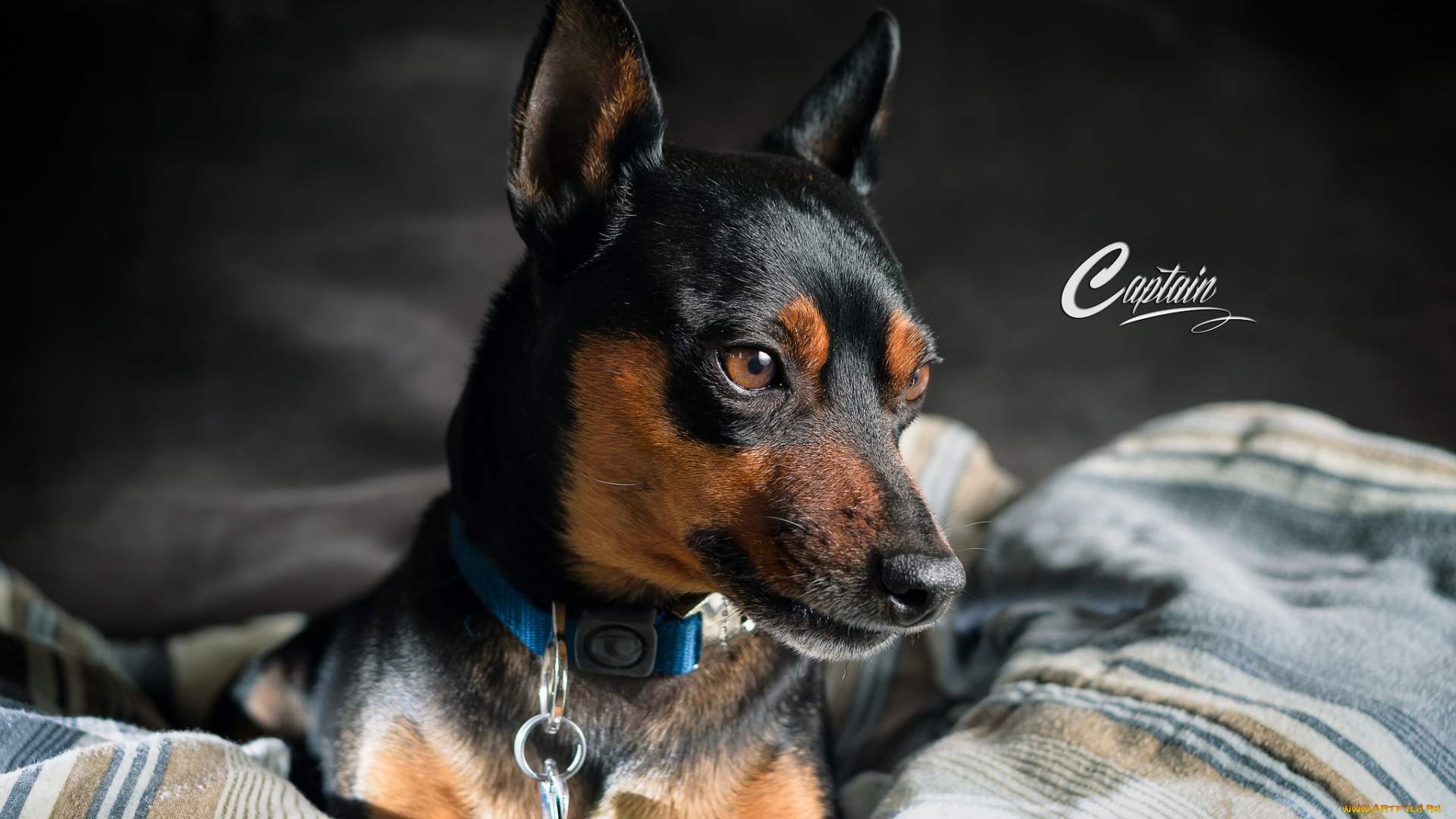 животные, собаки, взгляд, друг, собака