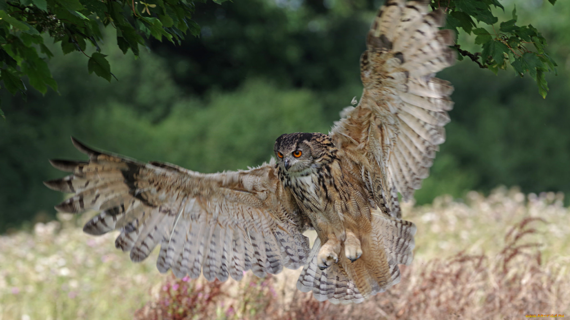 животные, совы, птица, окрас, перья, сова