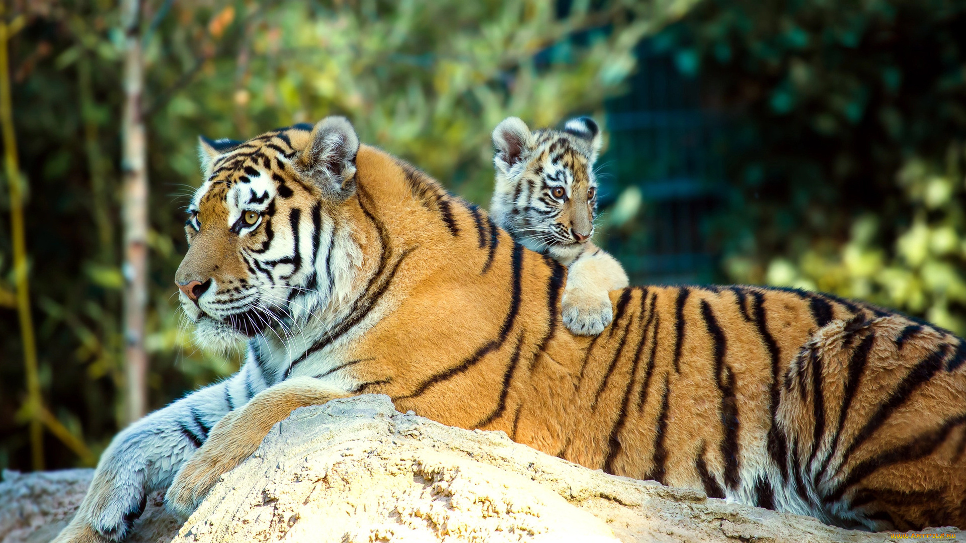 животные, тигры, отдых, малыш, мама, природа
