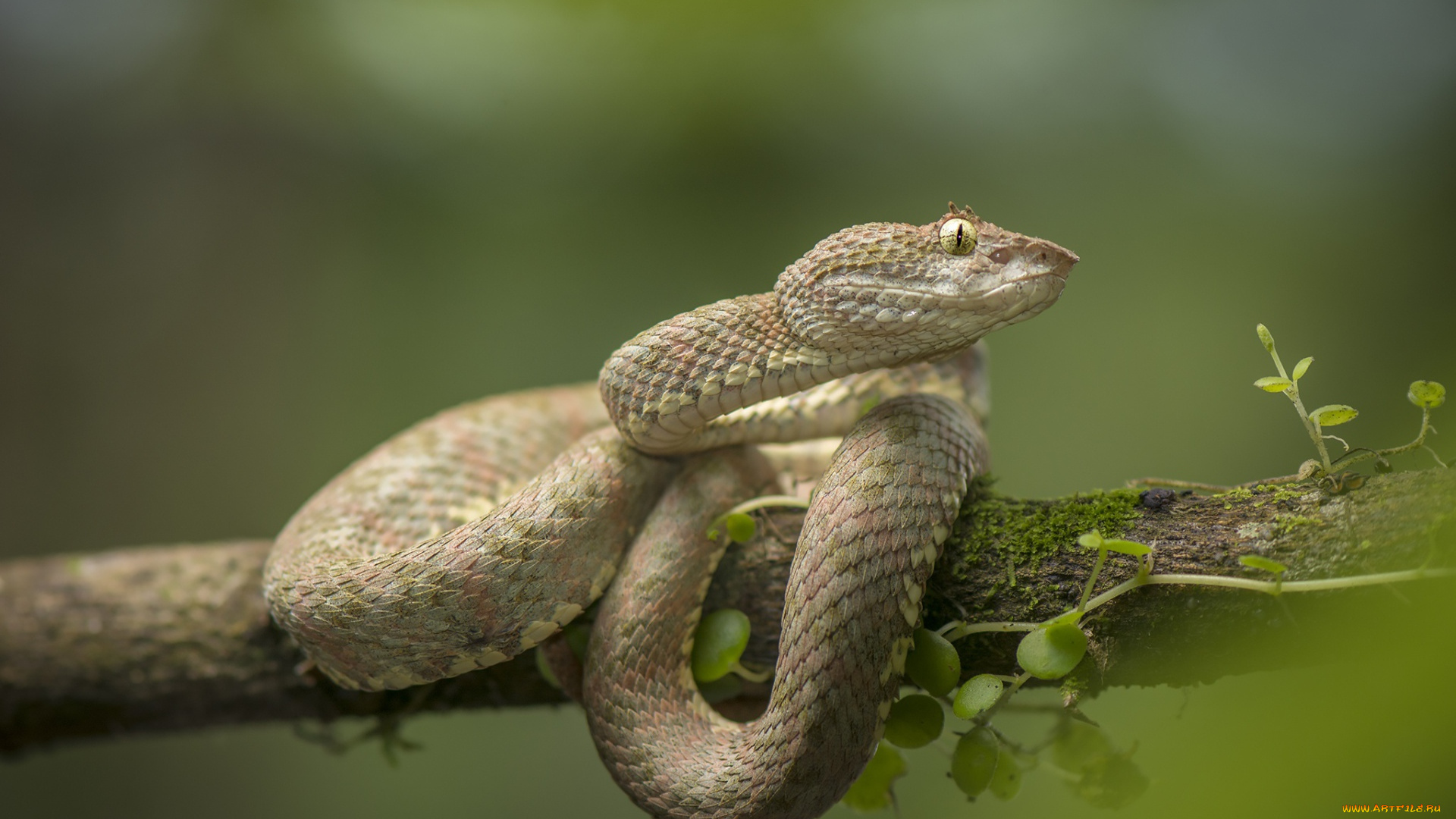 животные, змеи, , питоны, , кобры, на, ветке, дерева, шлегеля, Ядовитая, змея, цепкохвостый, ботропс