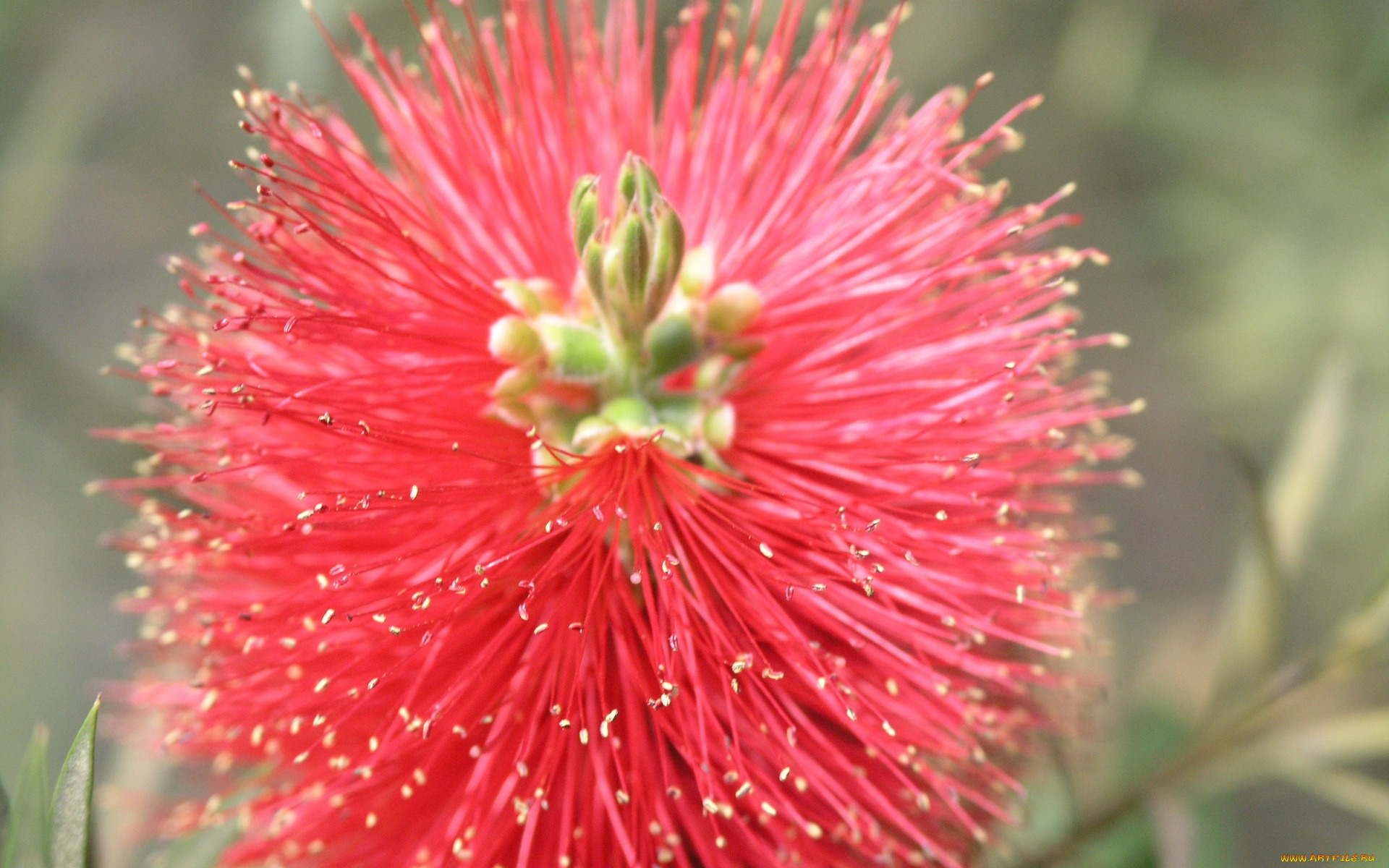 цветы, каллистемон, brush, flower
