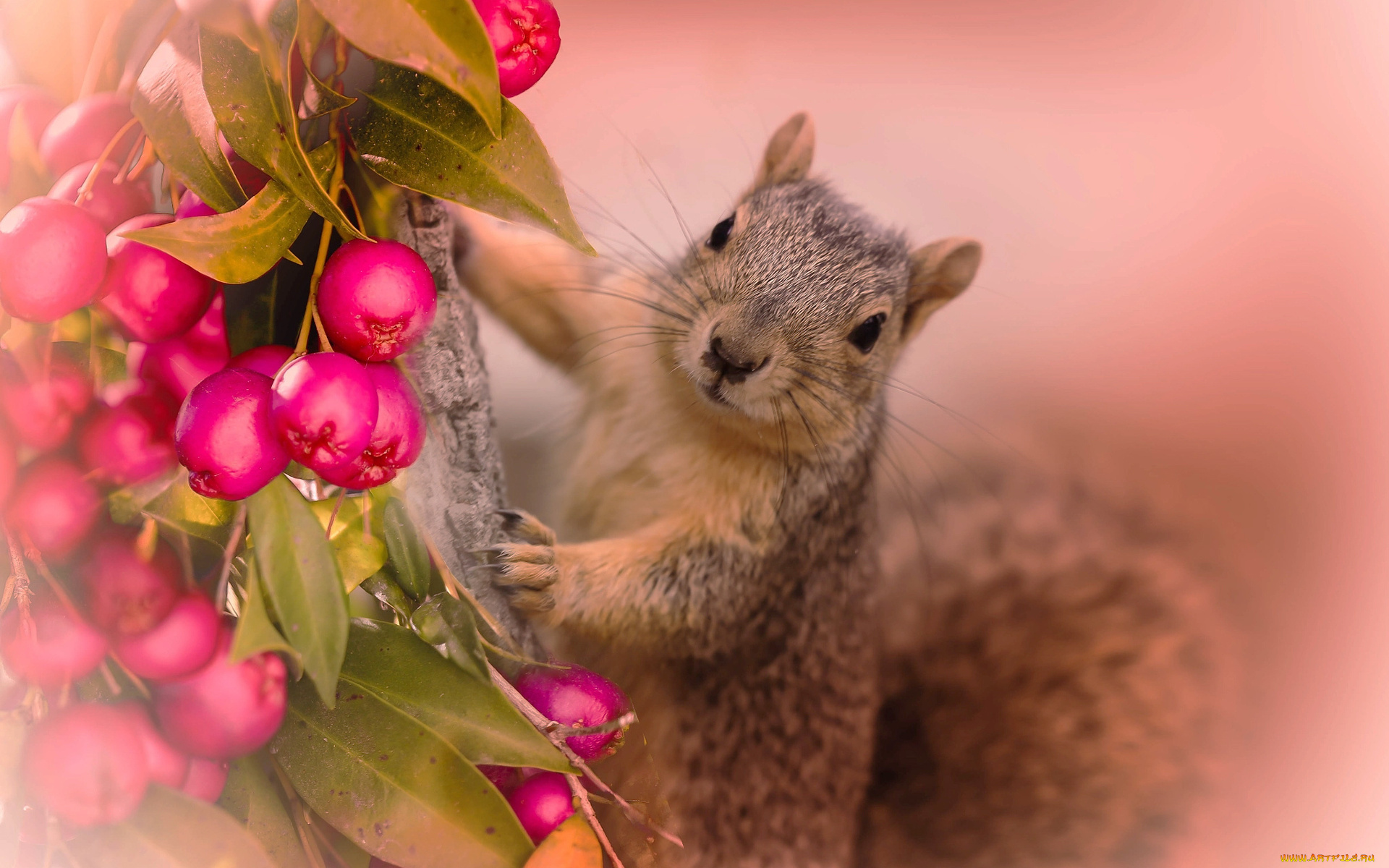 животные, белки, ягоды