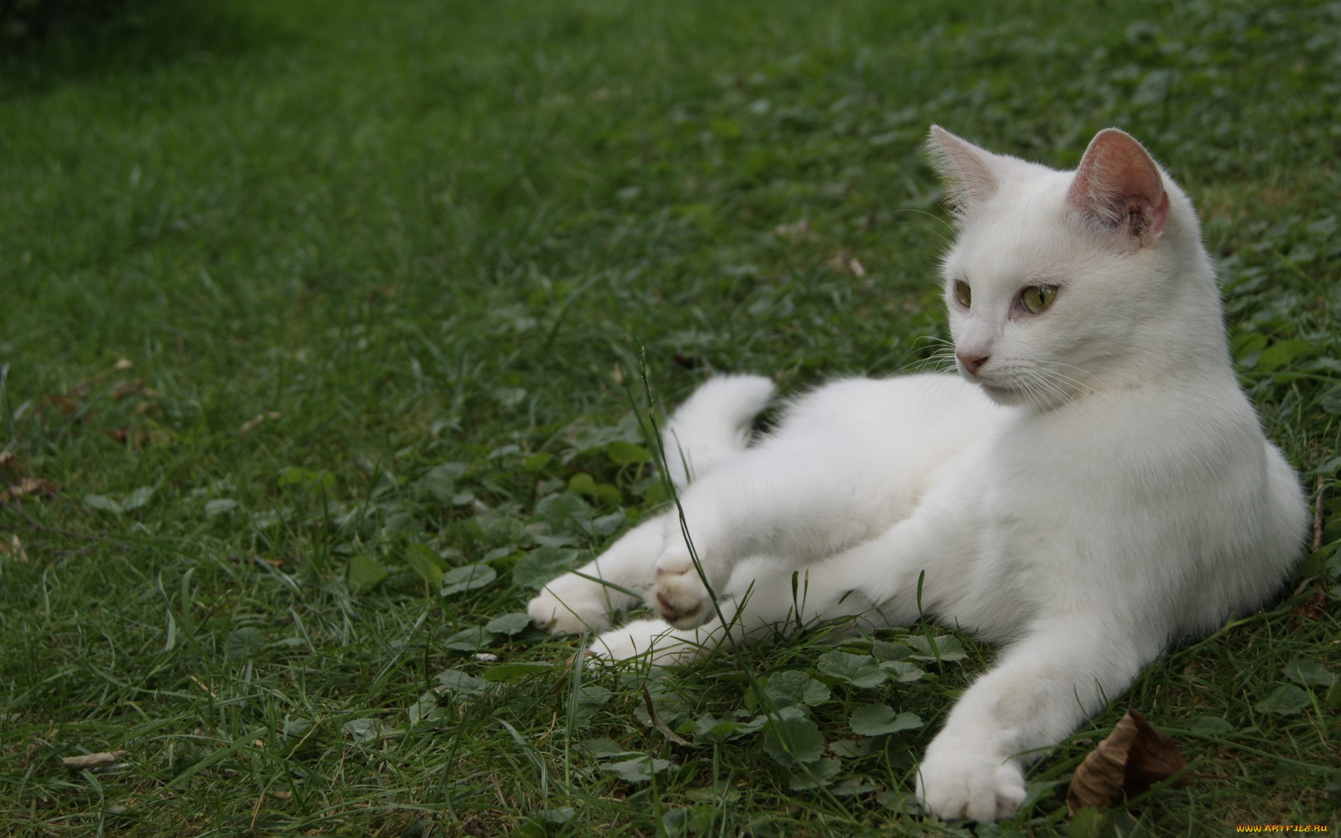 животные, коты, белый, цвет