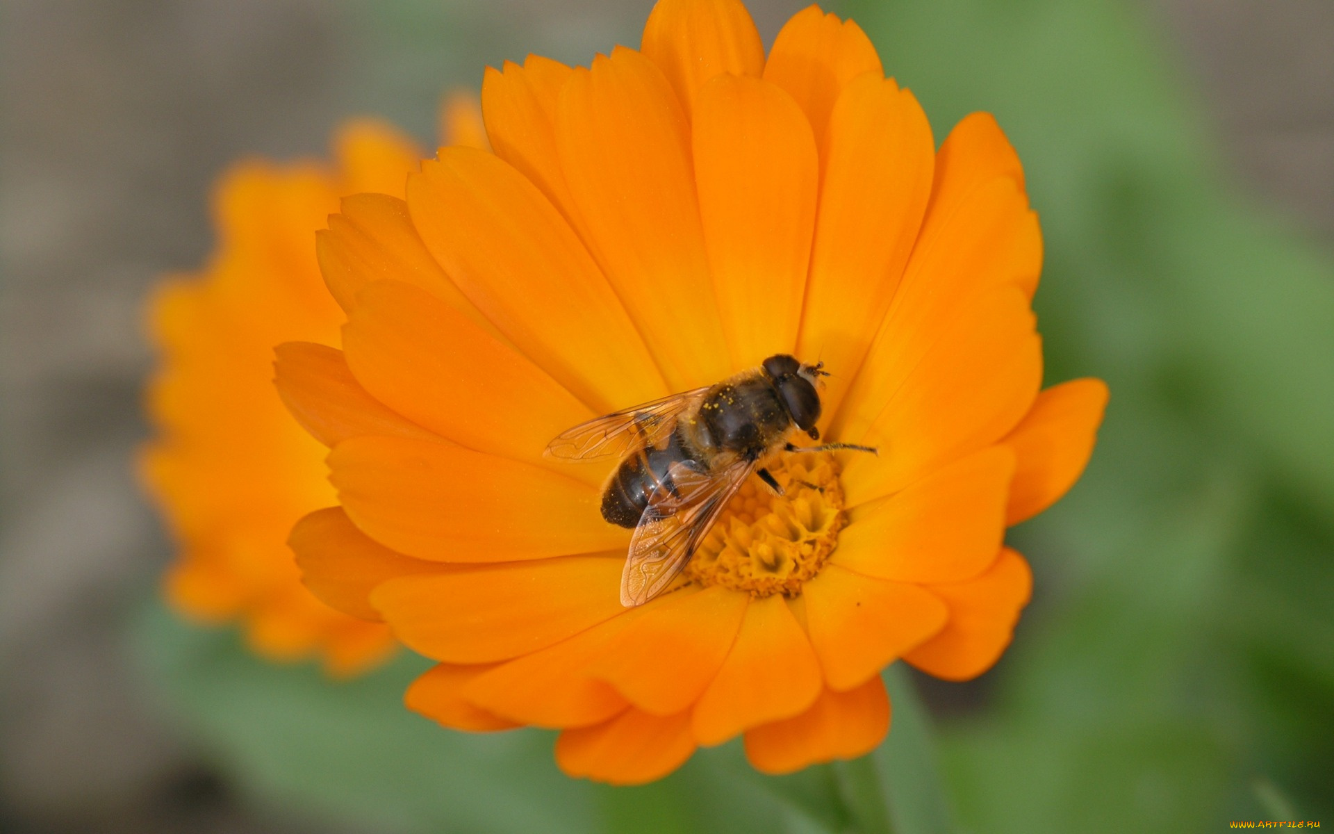 животные, пчелы, , осы, , шмели, hana, flower