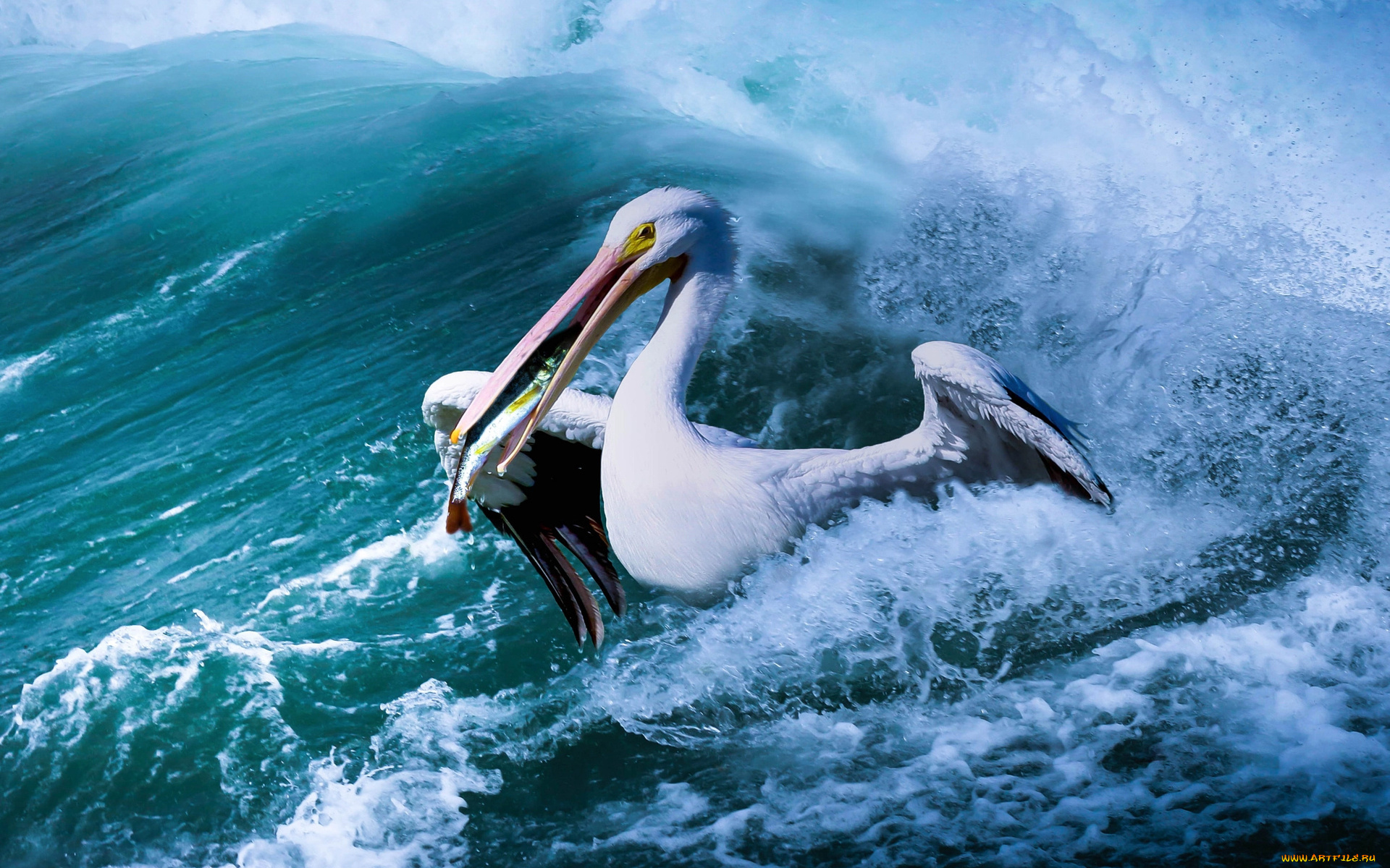 животные, пеликаны, водоем, рыба