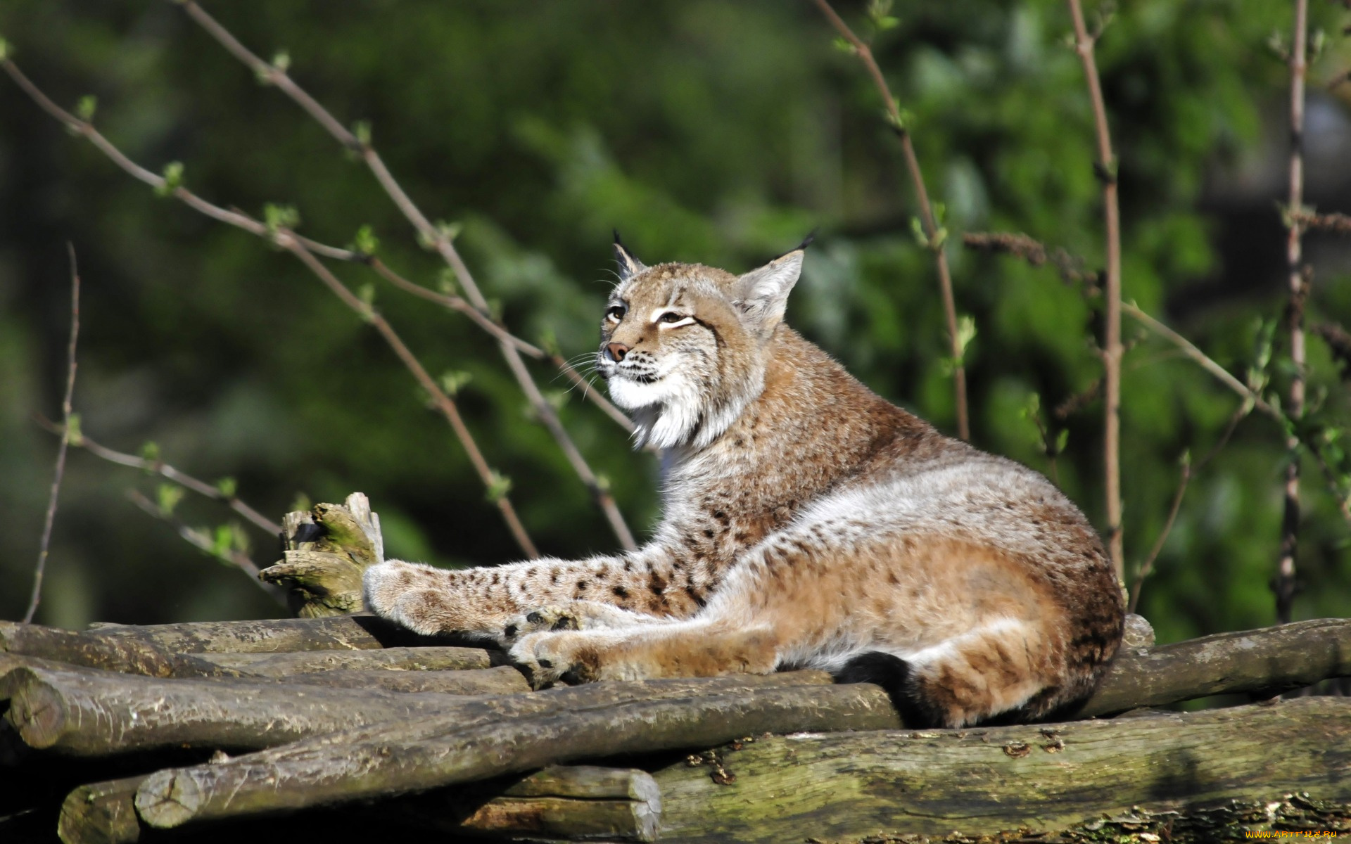 животные, рыси, отдых