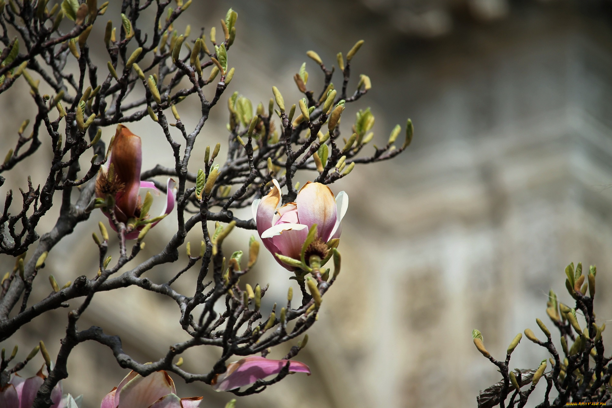 цветы, магнолии, цветение, кустарник, магнолия, лето
