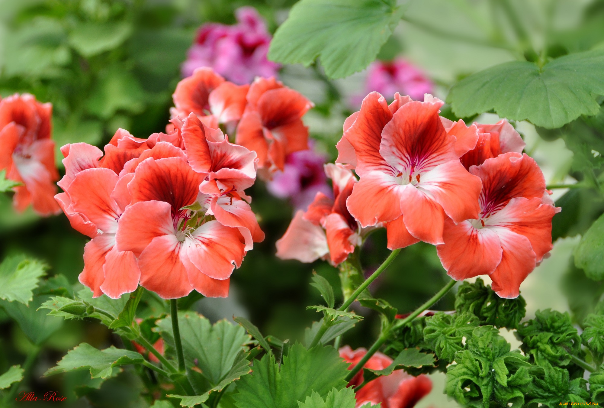 цветы, герань, цветение, кустарник