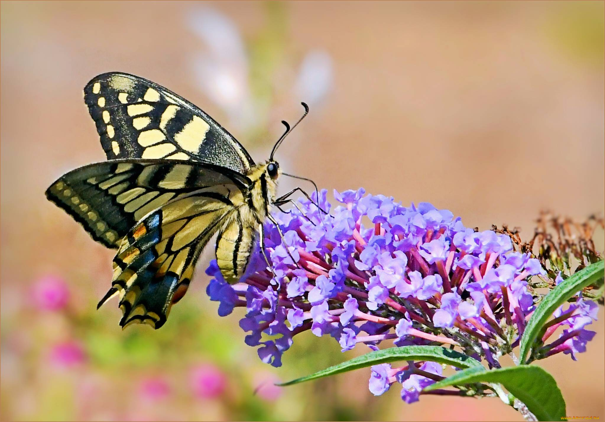 животные, бабочки, , мотыльки, , моли, бабочка
