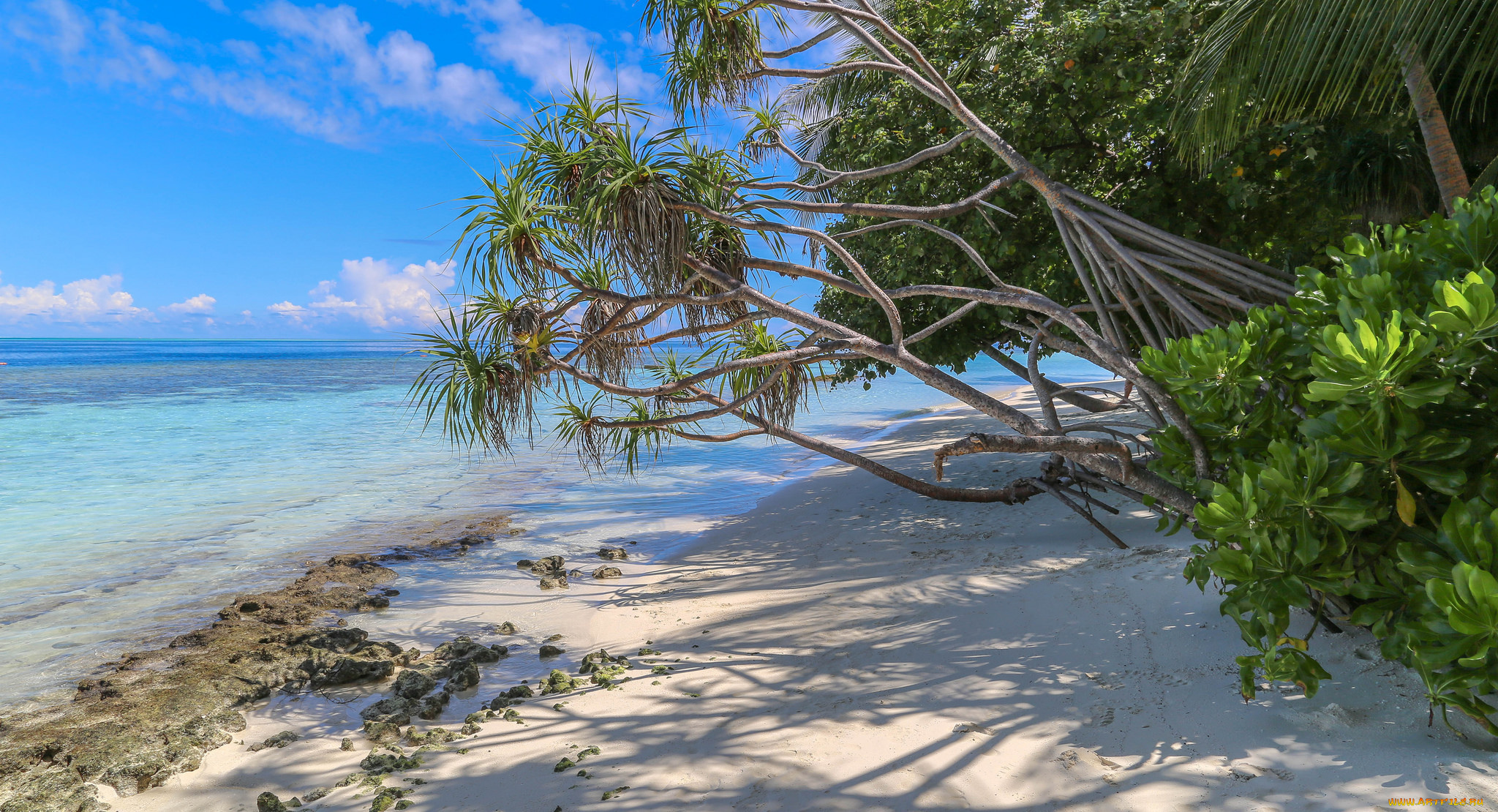 природа, тропики, простор