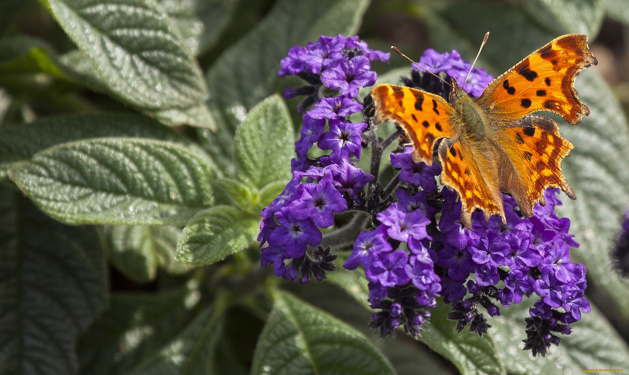 животные, бабочки, , мотыльки, , моли, бабочка