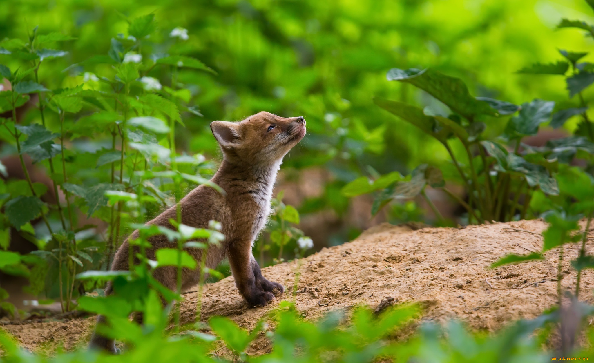 животные, лисы, лисёнок