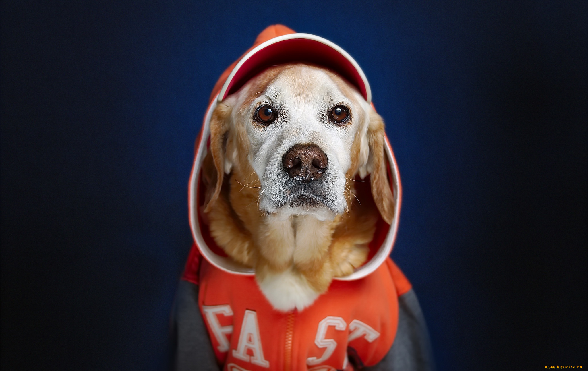 животные, собаки, собака, взгляд, друг