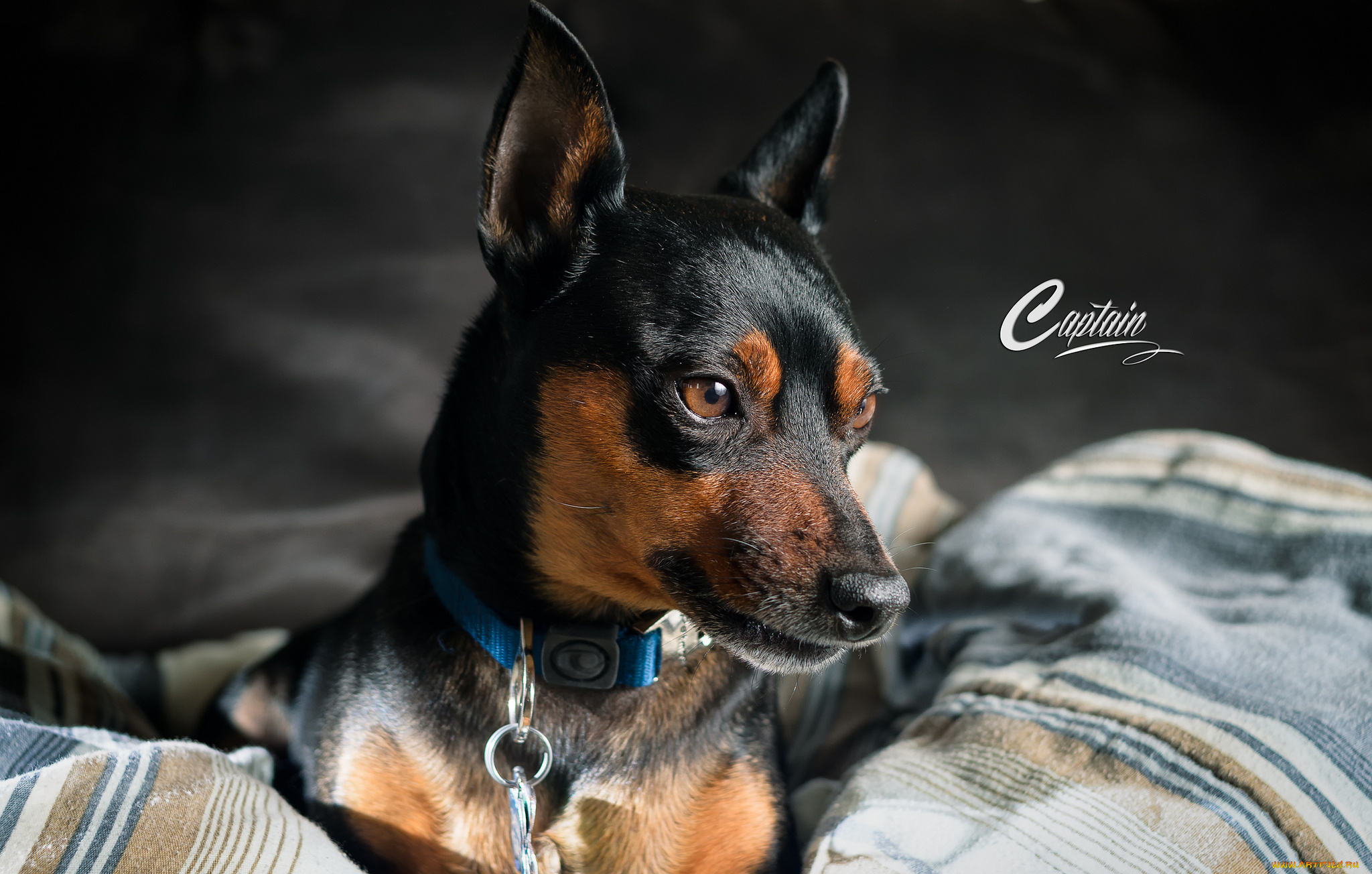 животные, собаки, взгляд, друг, собака