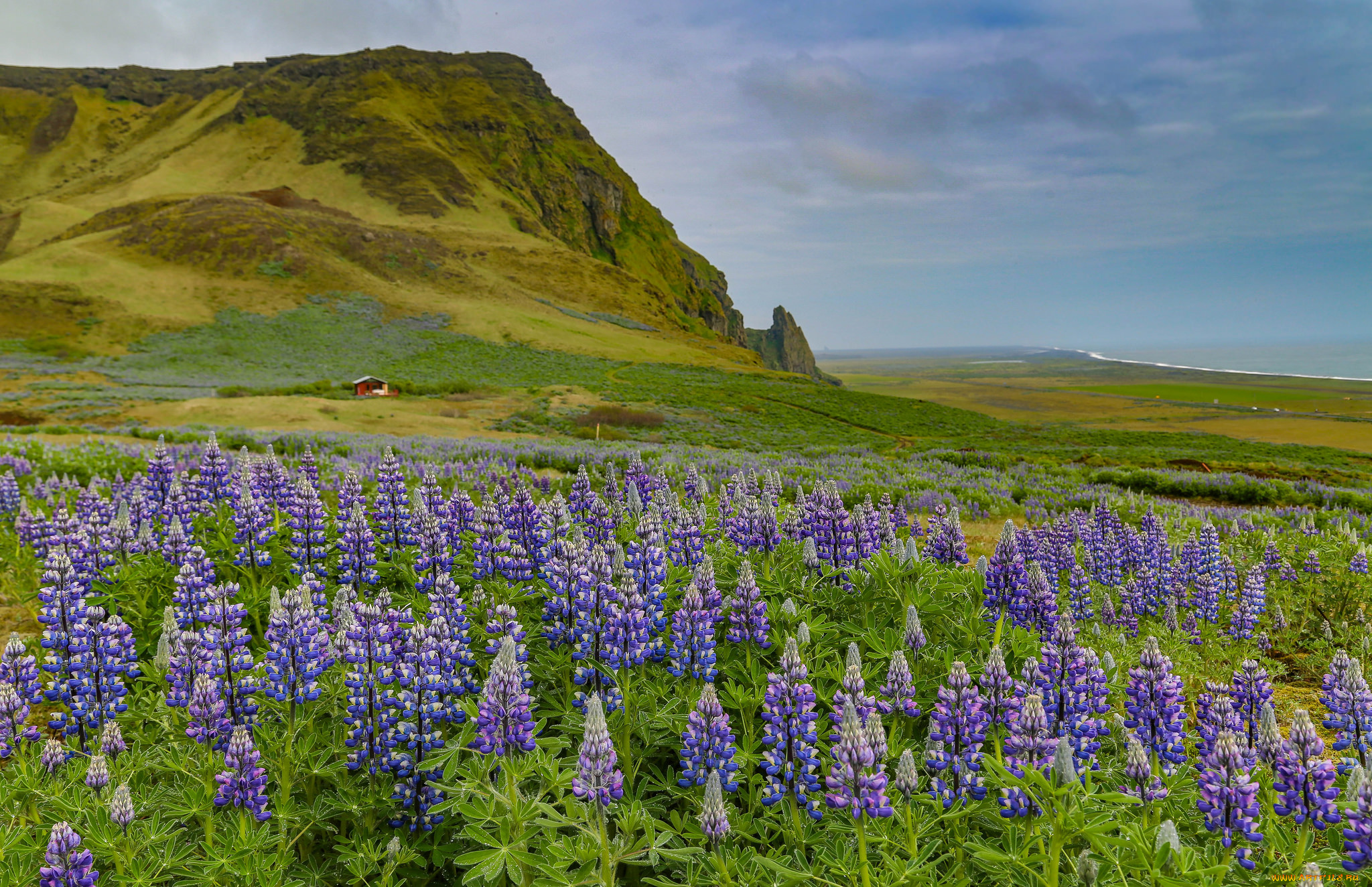 природа, луга, простор