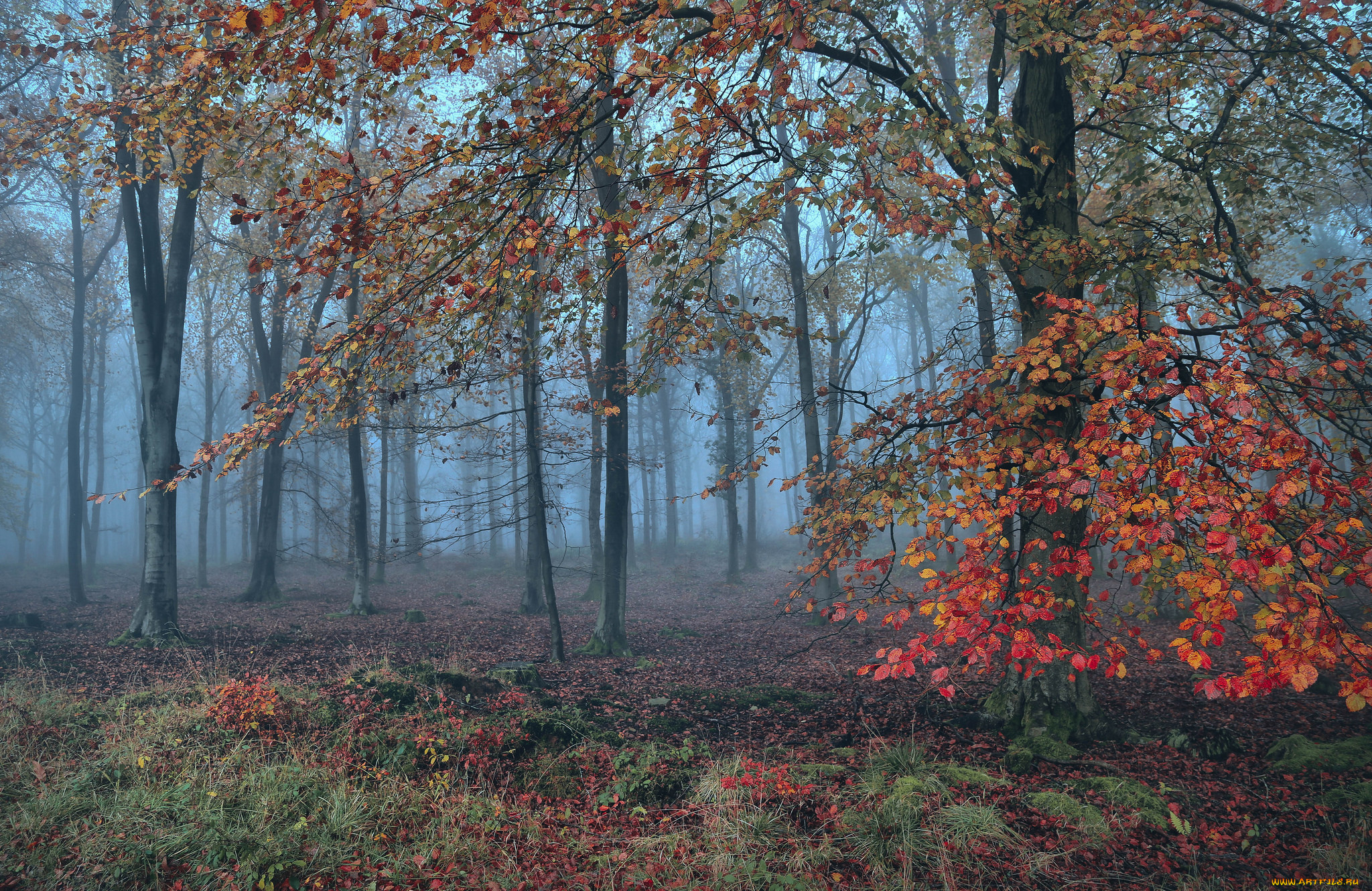 природа, лес, простор