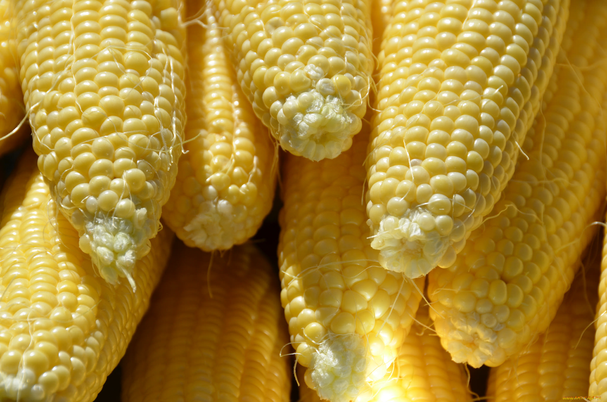 еда, кукуруза, снедь