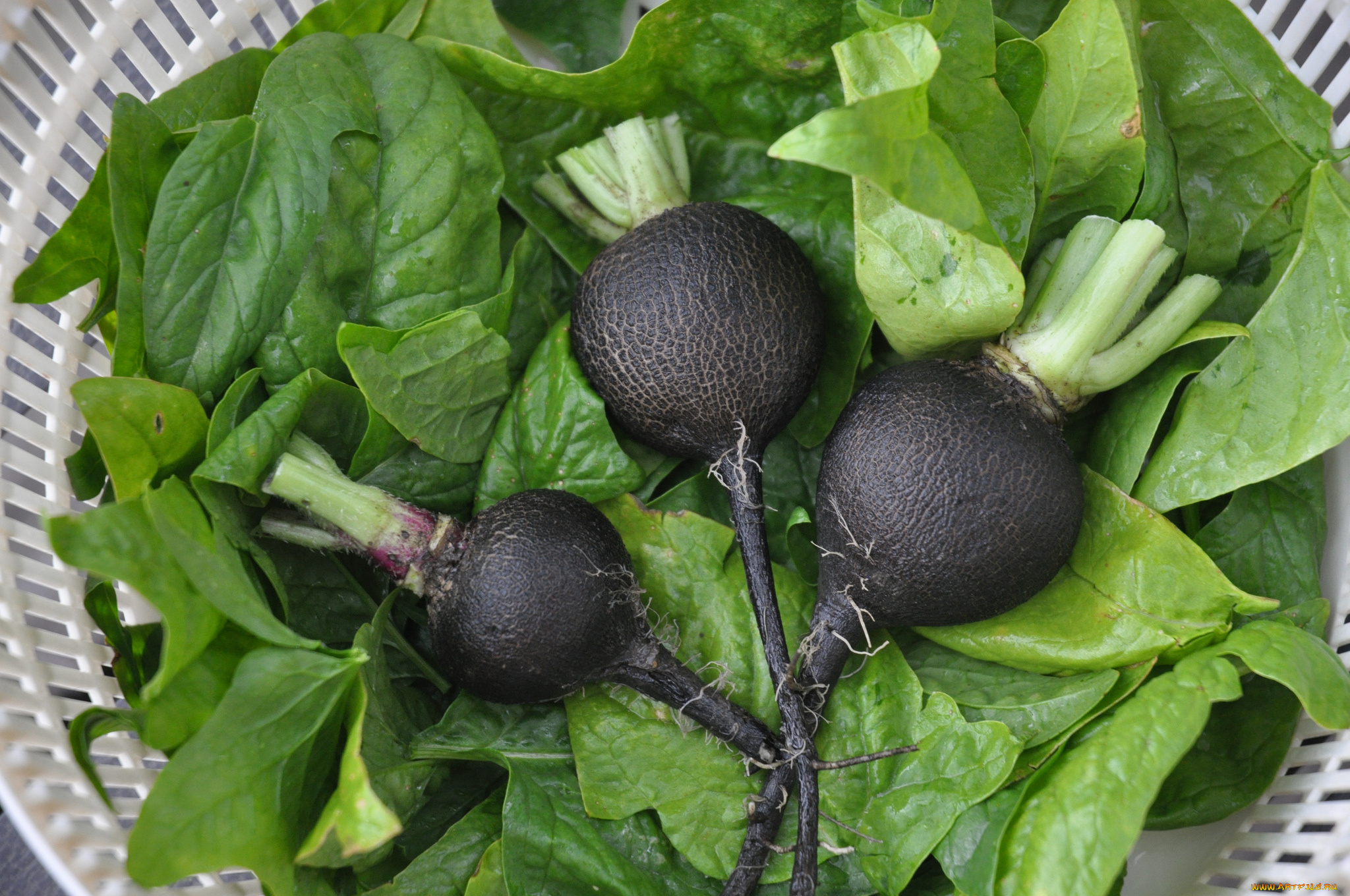 еда, редис, , репа, , редька, снедь