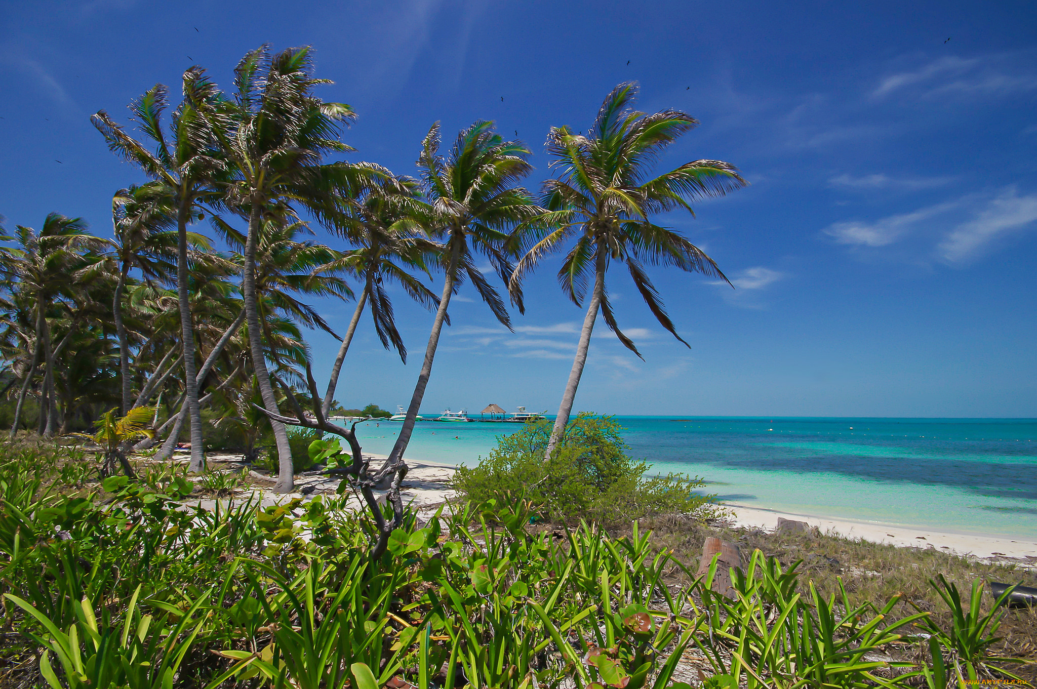 природа, тропики, простор