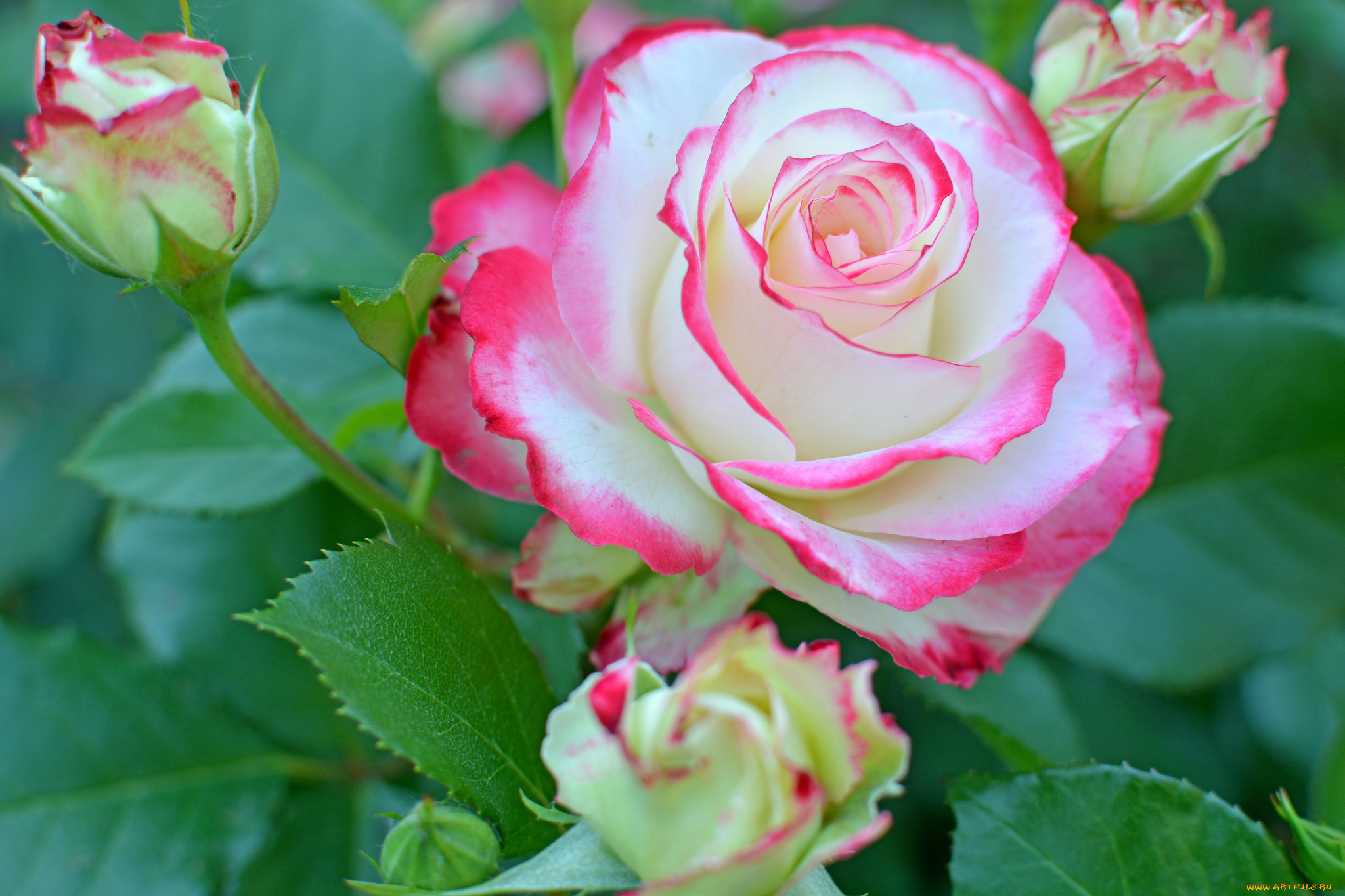 цветы, розы, bud, blossoms, роза, petals, leaves, rose, цветение, листья, лепестки, бутон