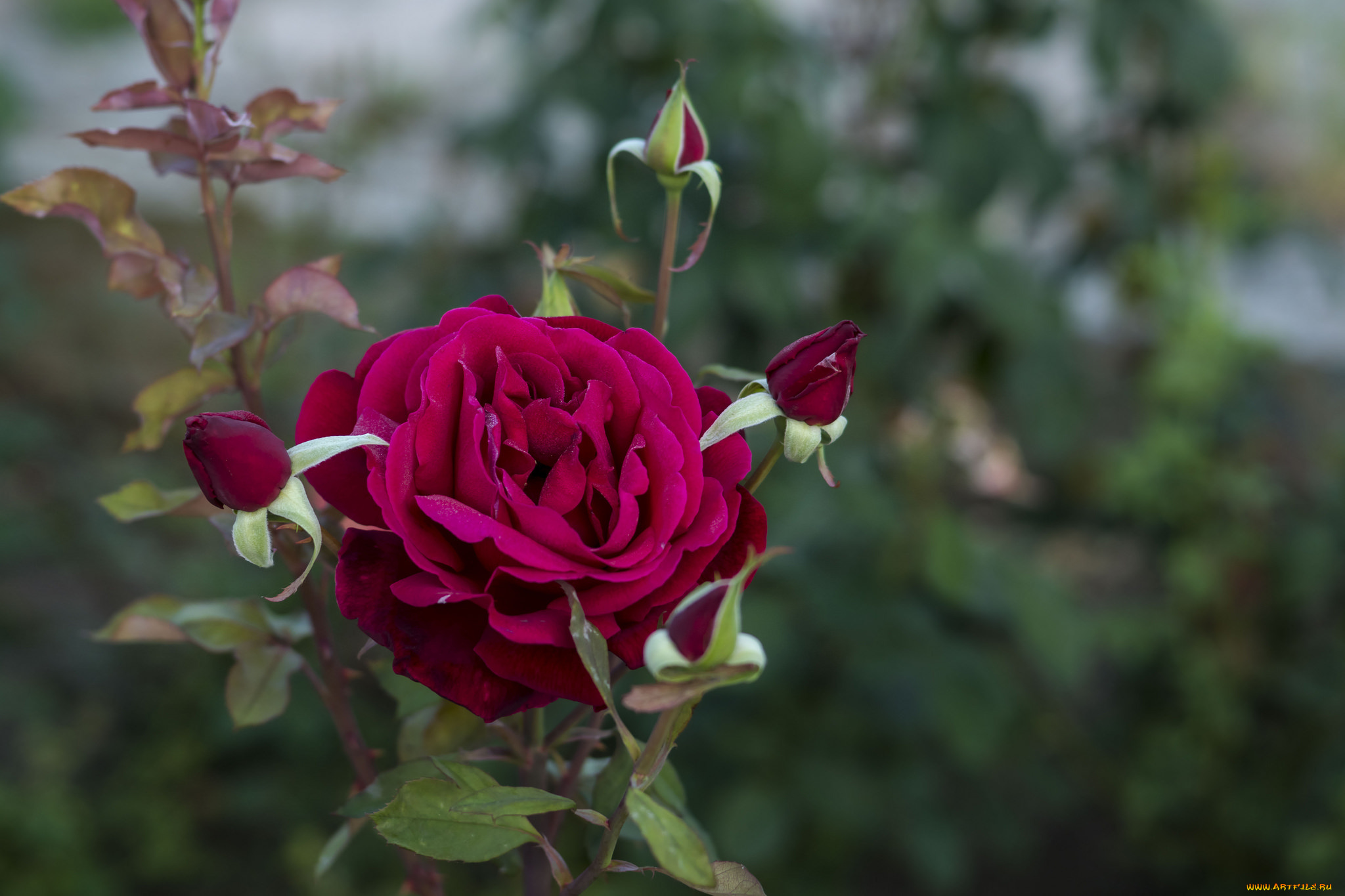 цветы, розы, бутон, blossoms, лепестки, роза, leaves, petals, bud, rose, листья, цветение