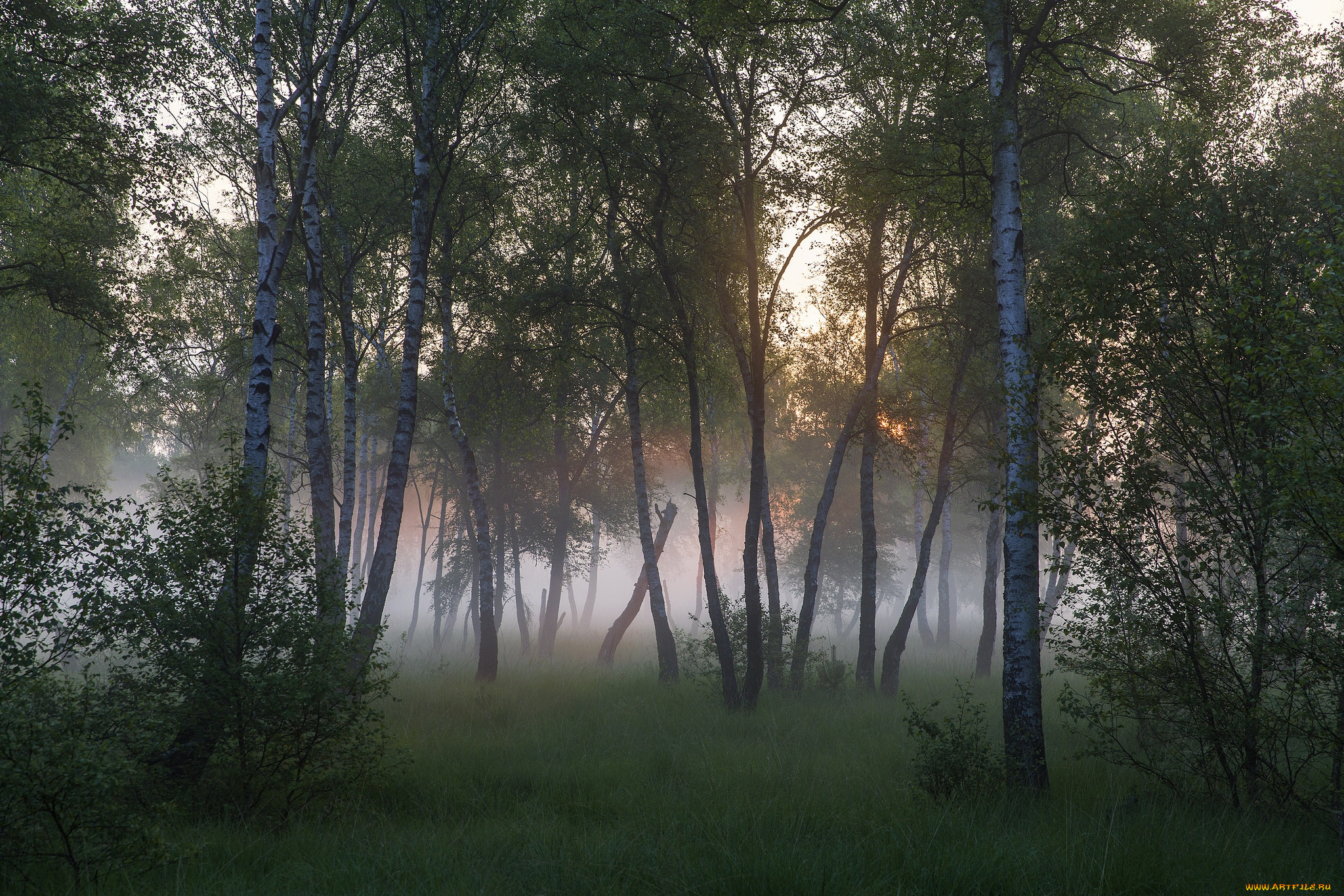 природа, лес, простор