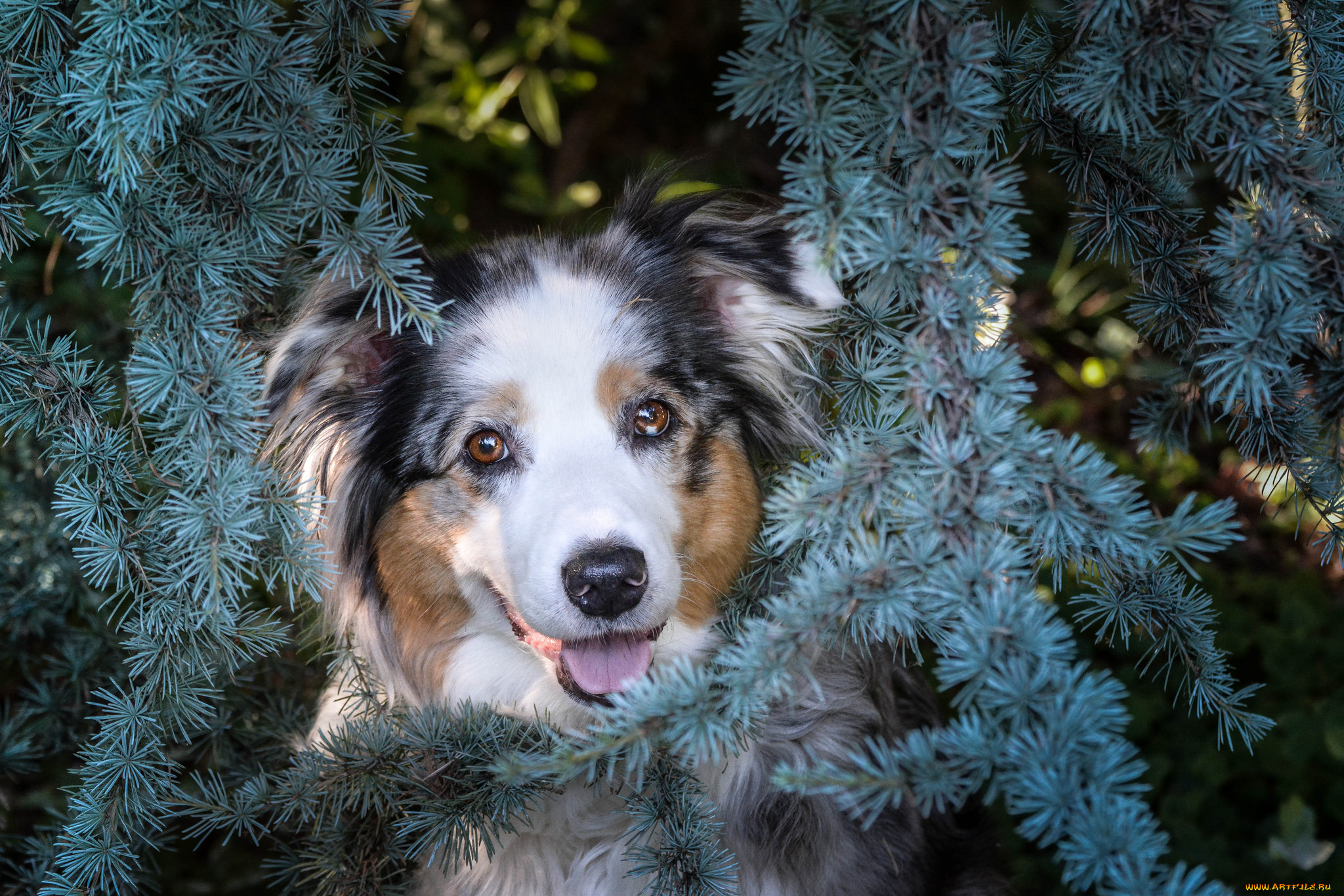животные, собаки, порода, шерсть, окрас, собака, животное