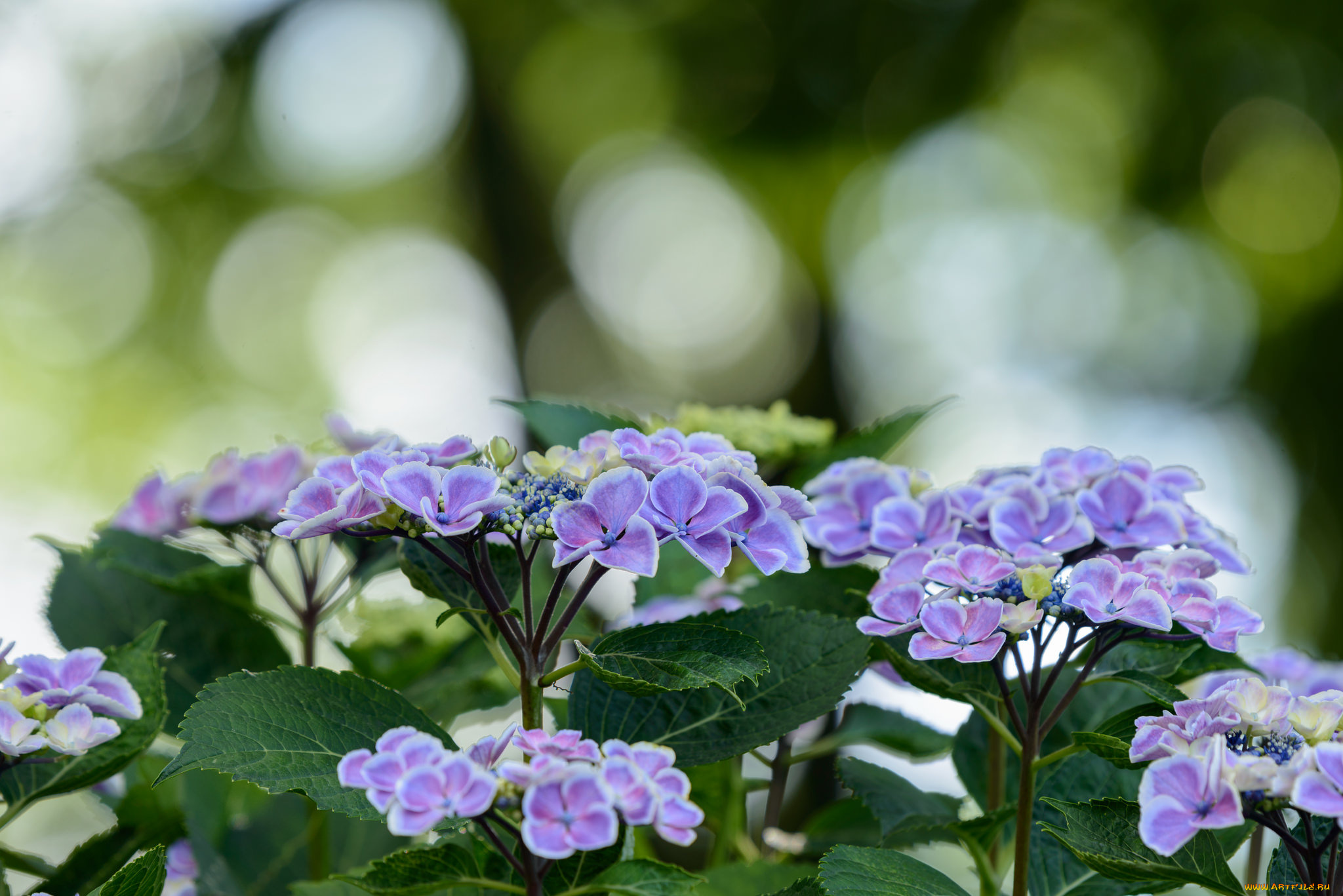 цветы, гортензия, цветение, дача, красота, лето, природа