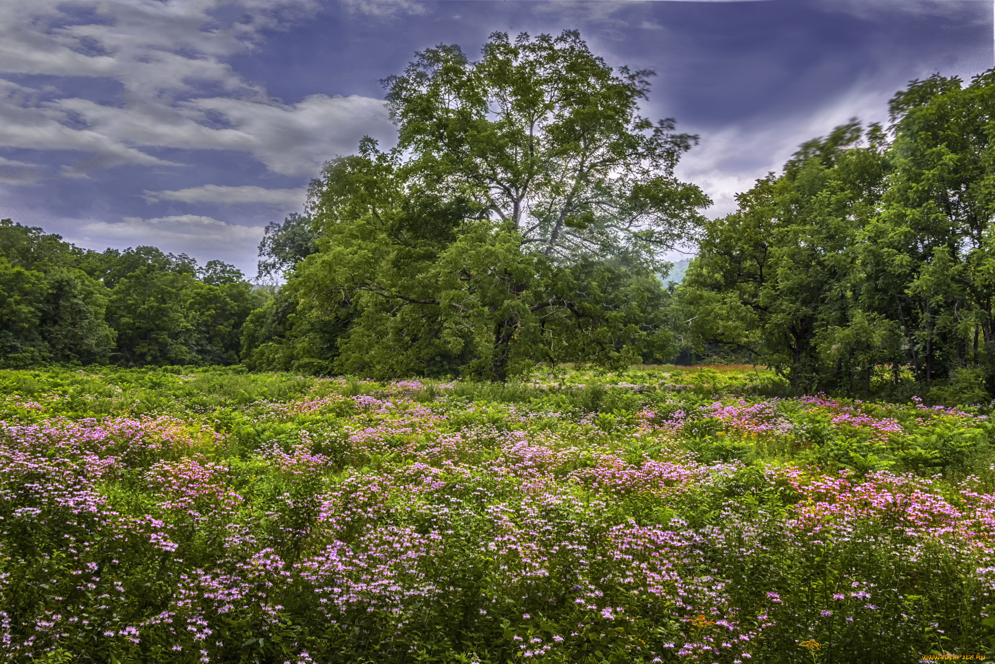 природа, луга, простор