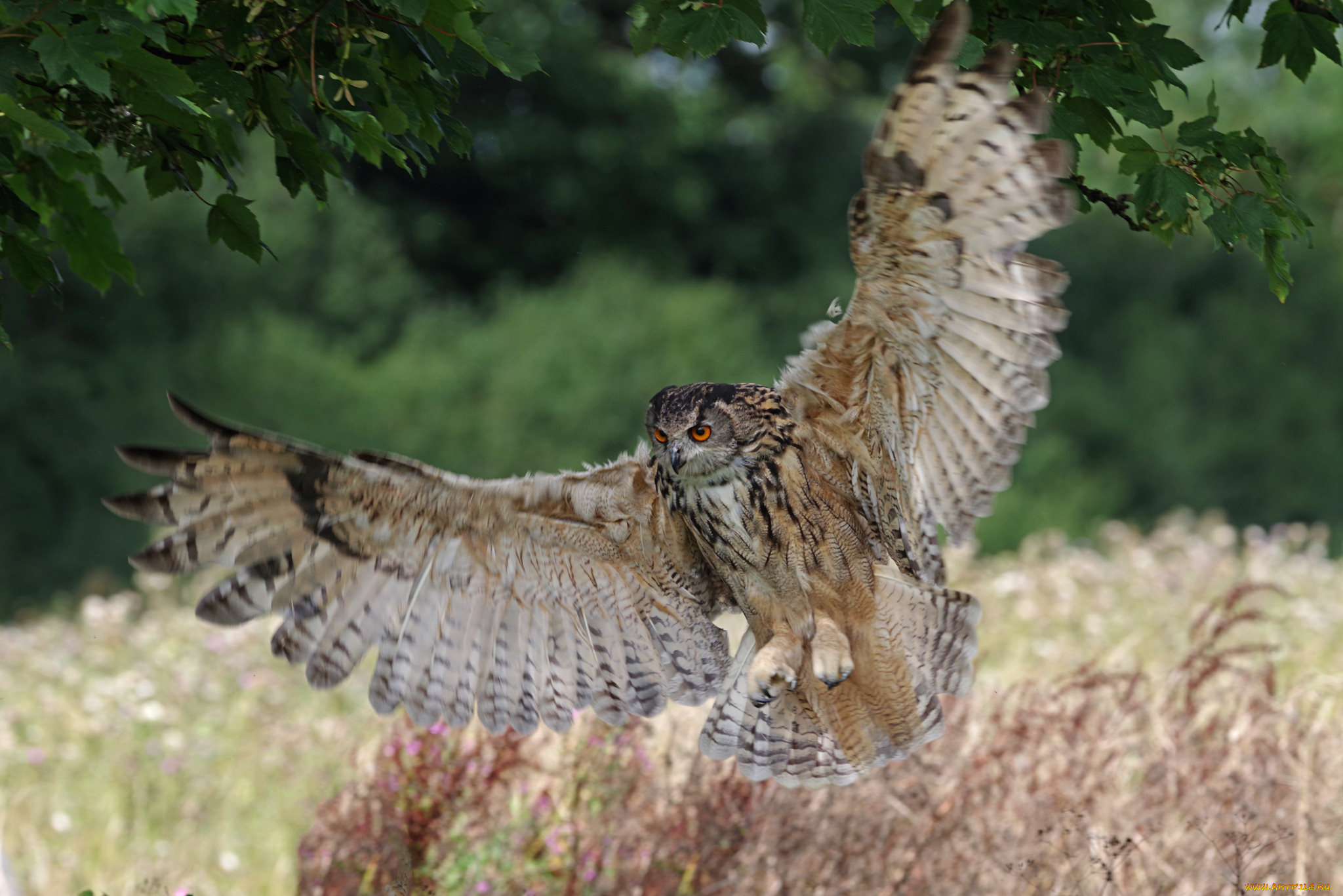 животные, совы, птица, окрас, перья, сова