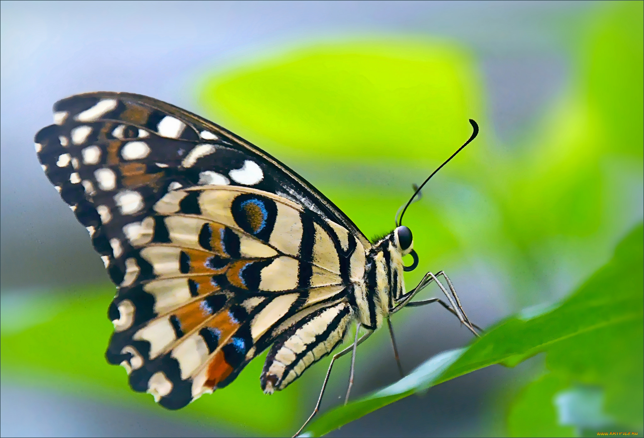 животные, бабочки, , мотыльки, , моли, бабочка