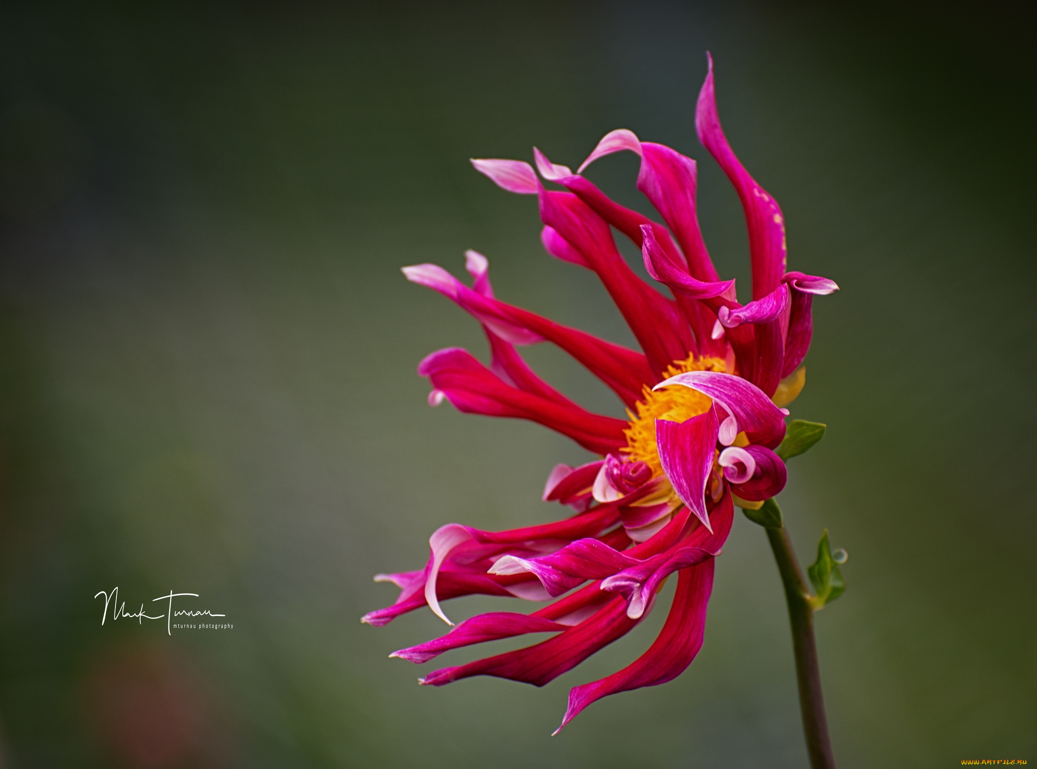 цветы, георгины, цветок, природа, фон