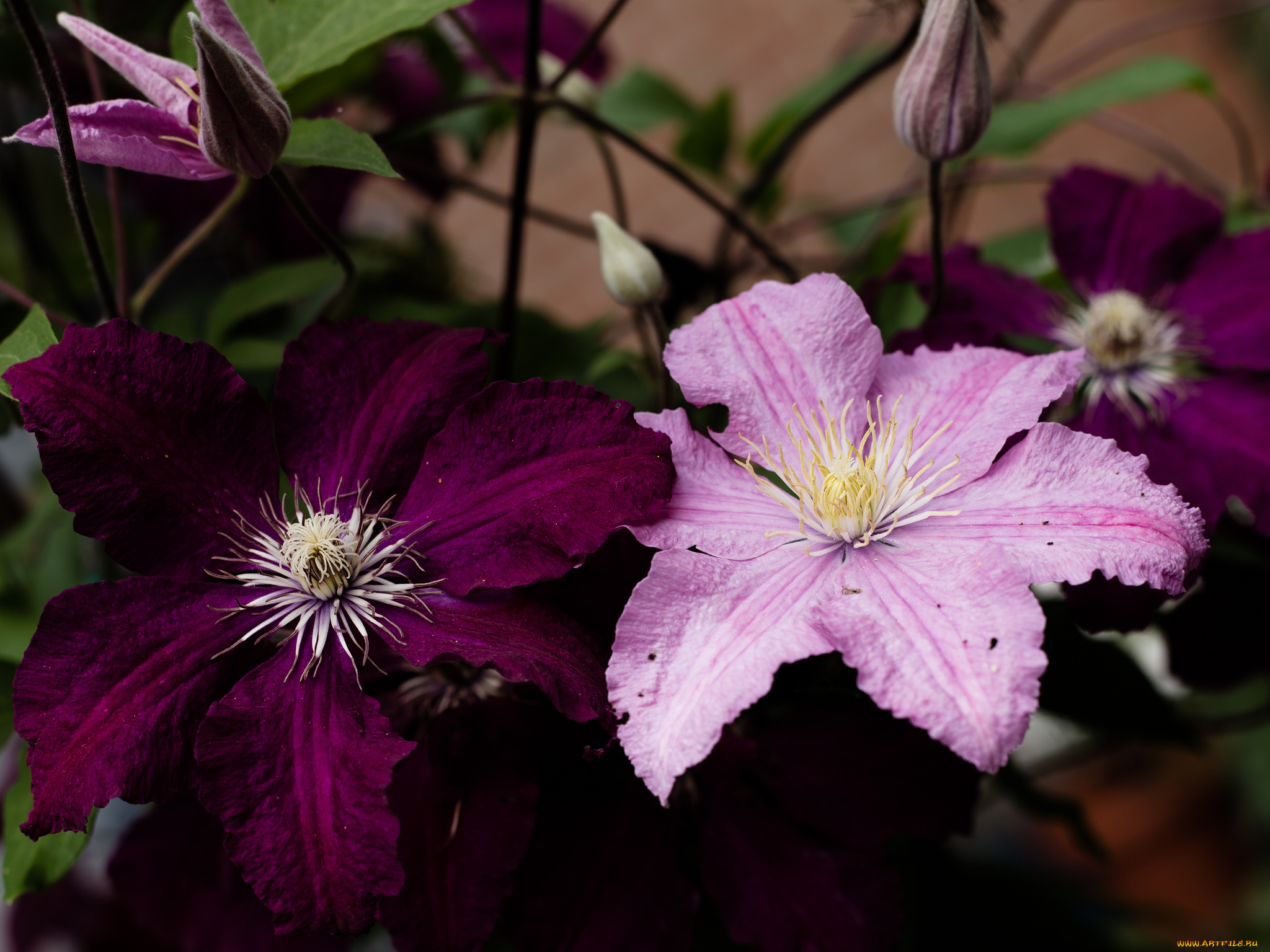 цветы, клематис, , ломонос, цветение, клематис, лепестки