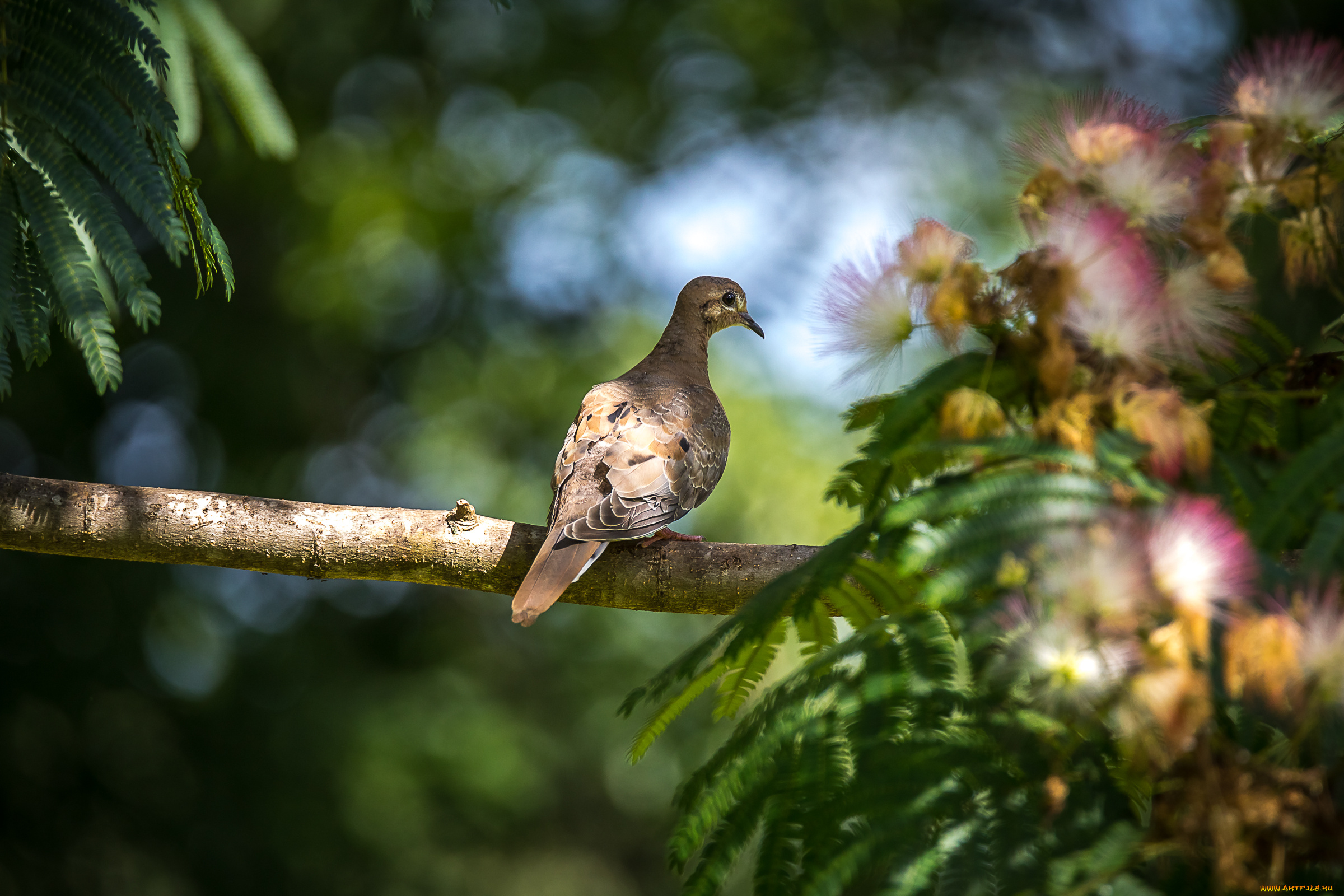 животные, голуби, птица, окрас, перья
