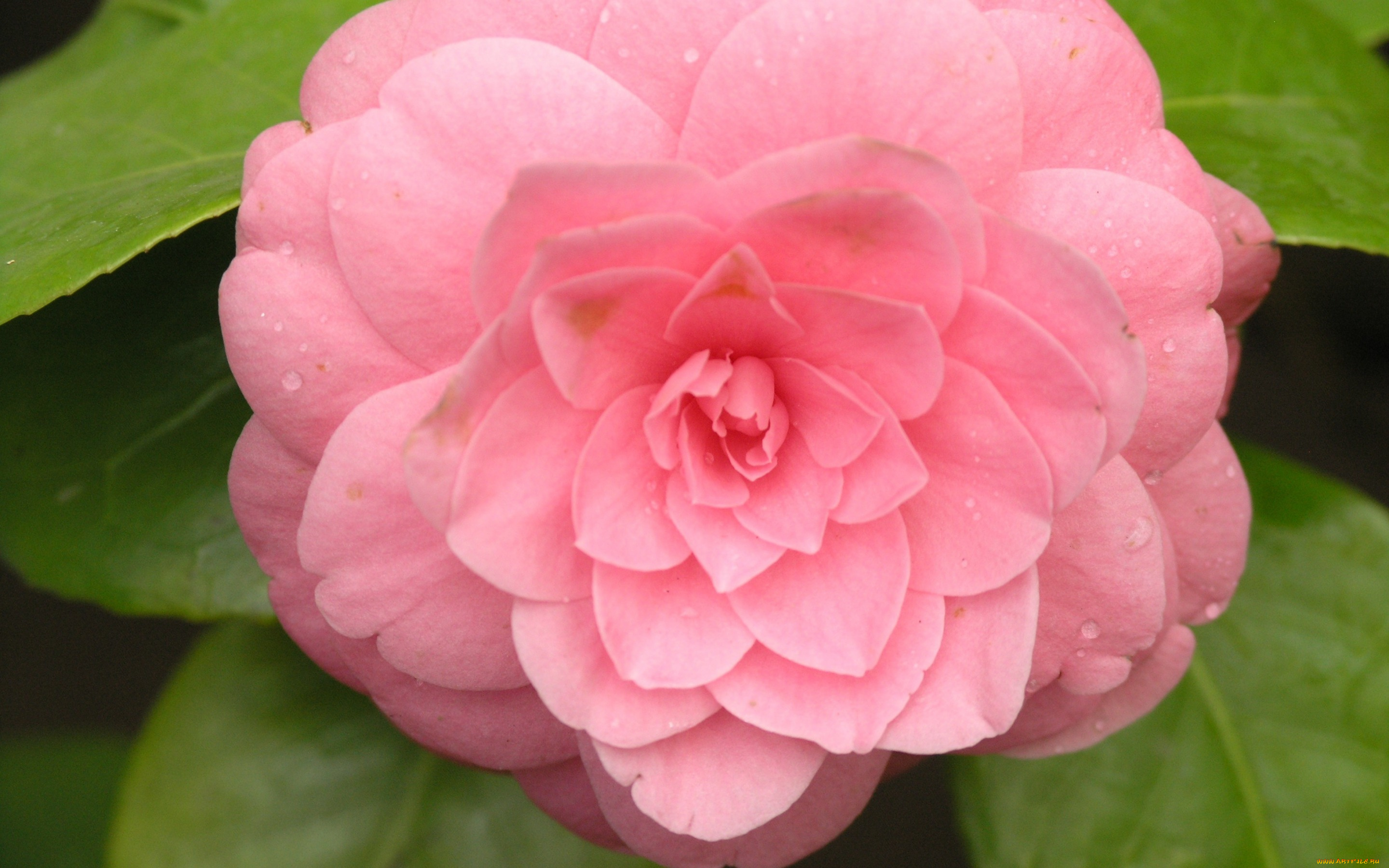 цветы, камелии, pink, camelia, flower