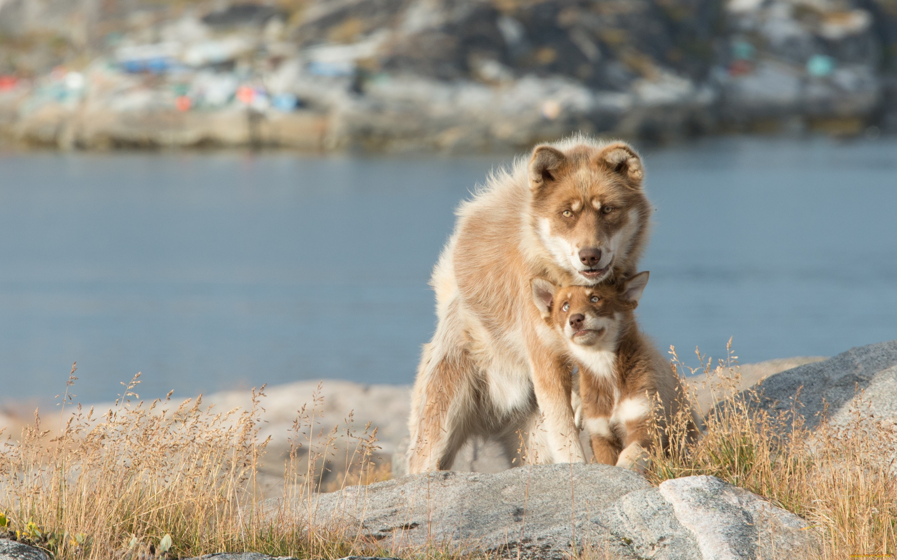 животные, собаки, bokeh, lake, dog, puppy