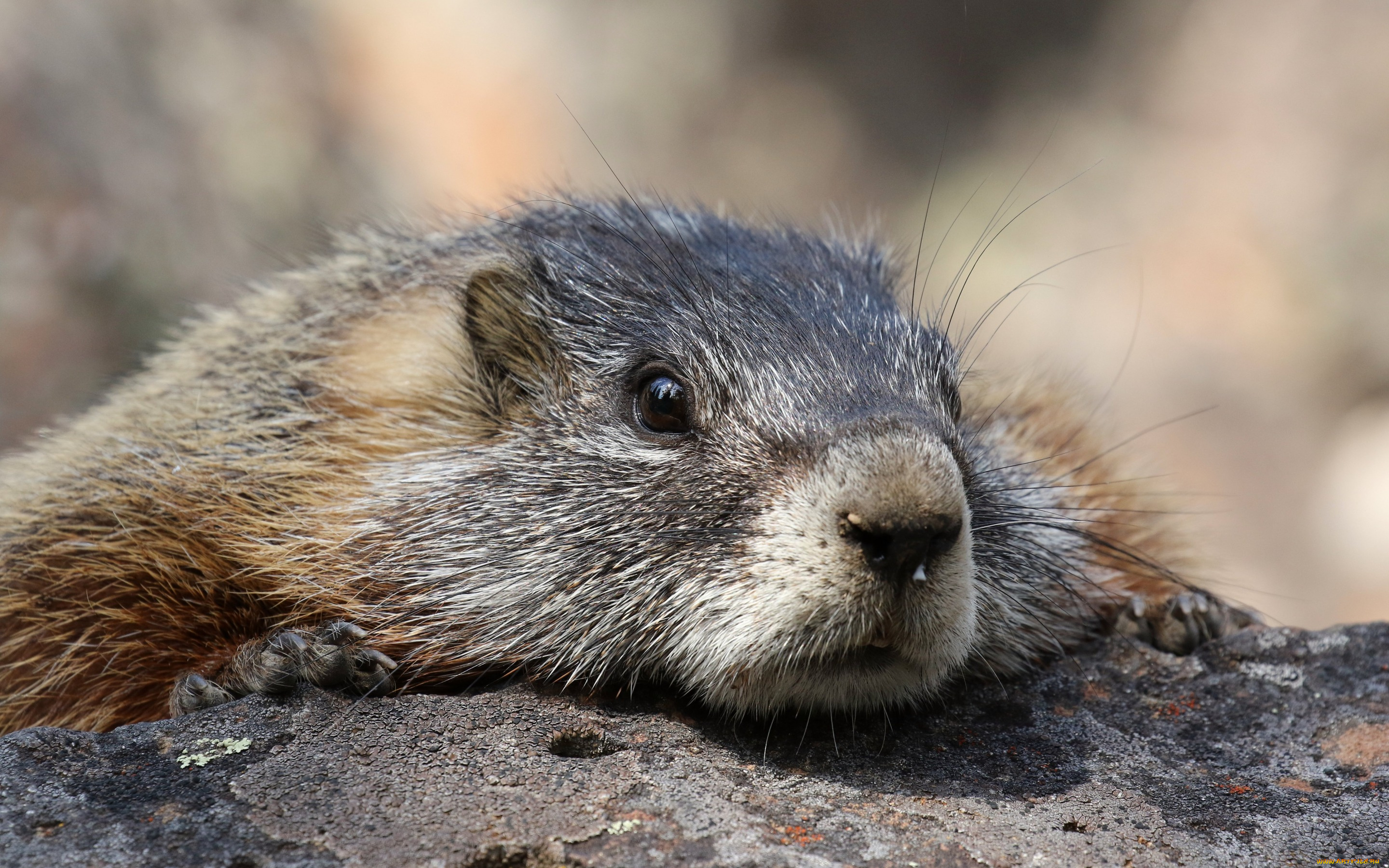 животные, суслики, , сурки, макро, сурок, фон