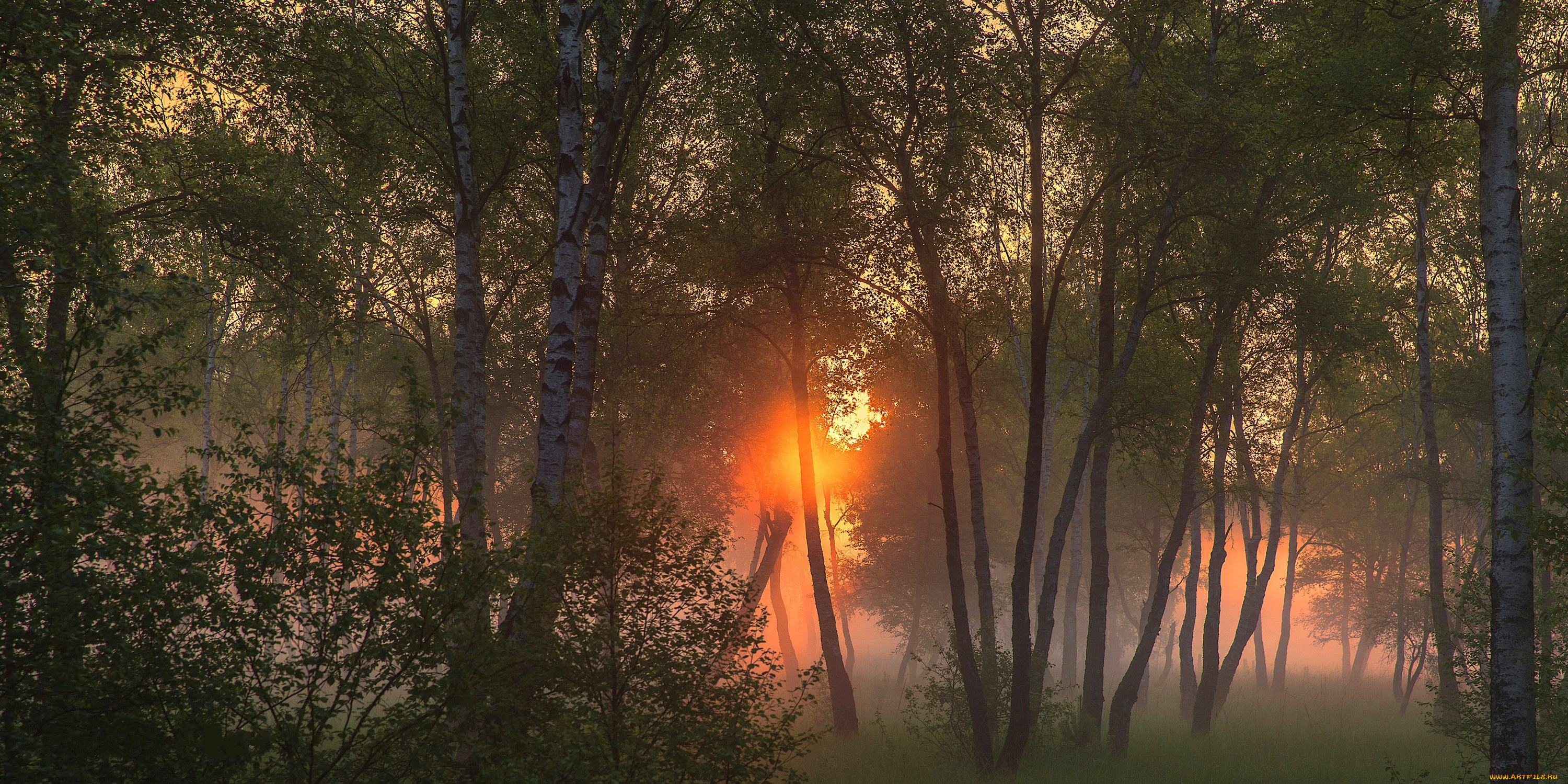 природа, лес, простор