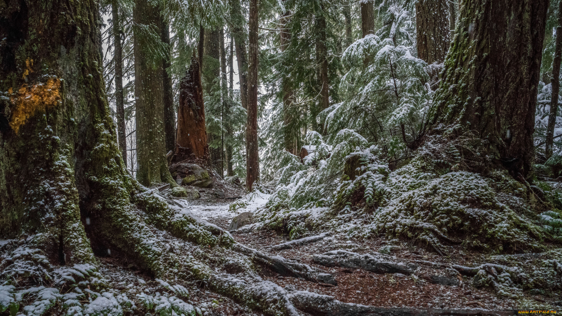 природа, лес, простор