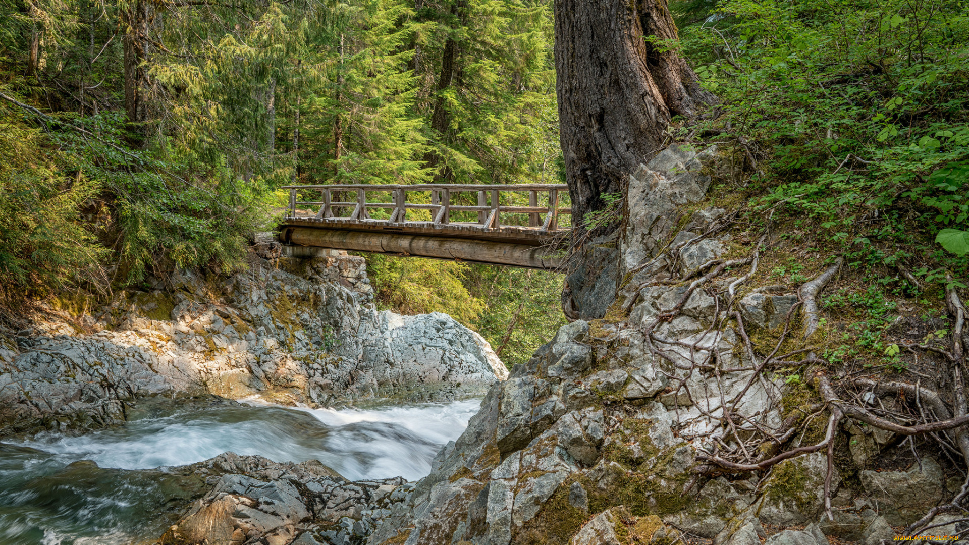 природа, лес, простор